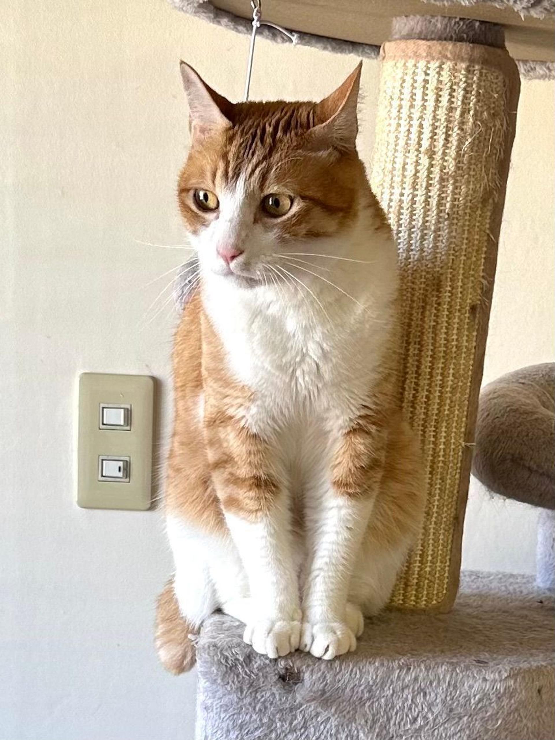 pet-image-4