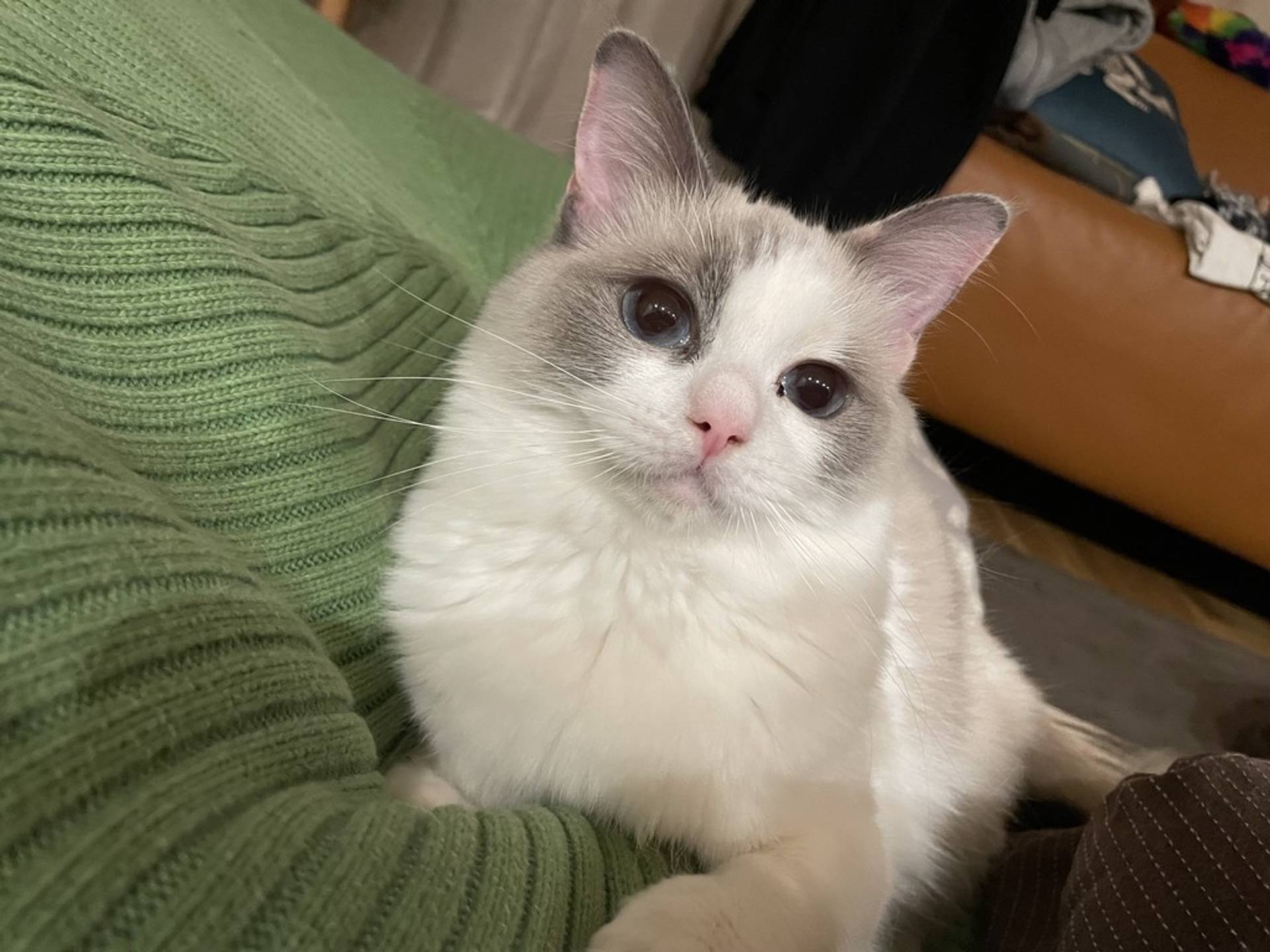 雑種（ミックス猫）・メスの里親募集の写真