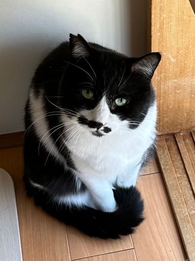 雑種（ミックス猫）・オスの里親募集の写真