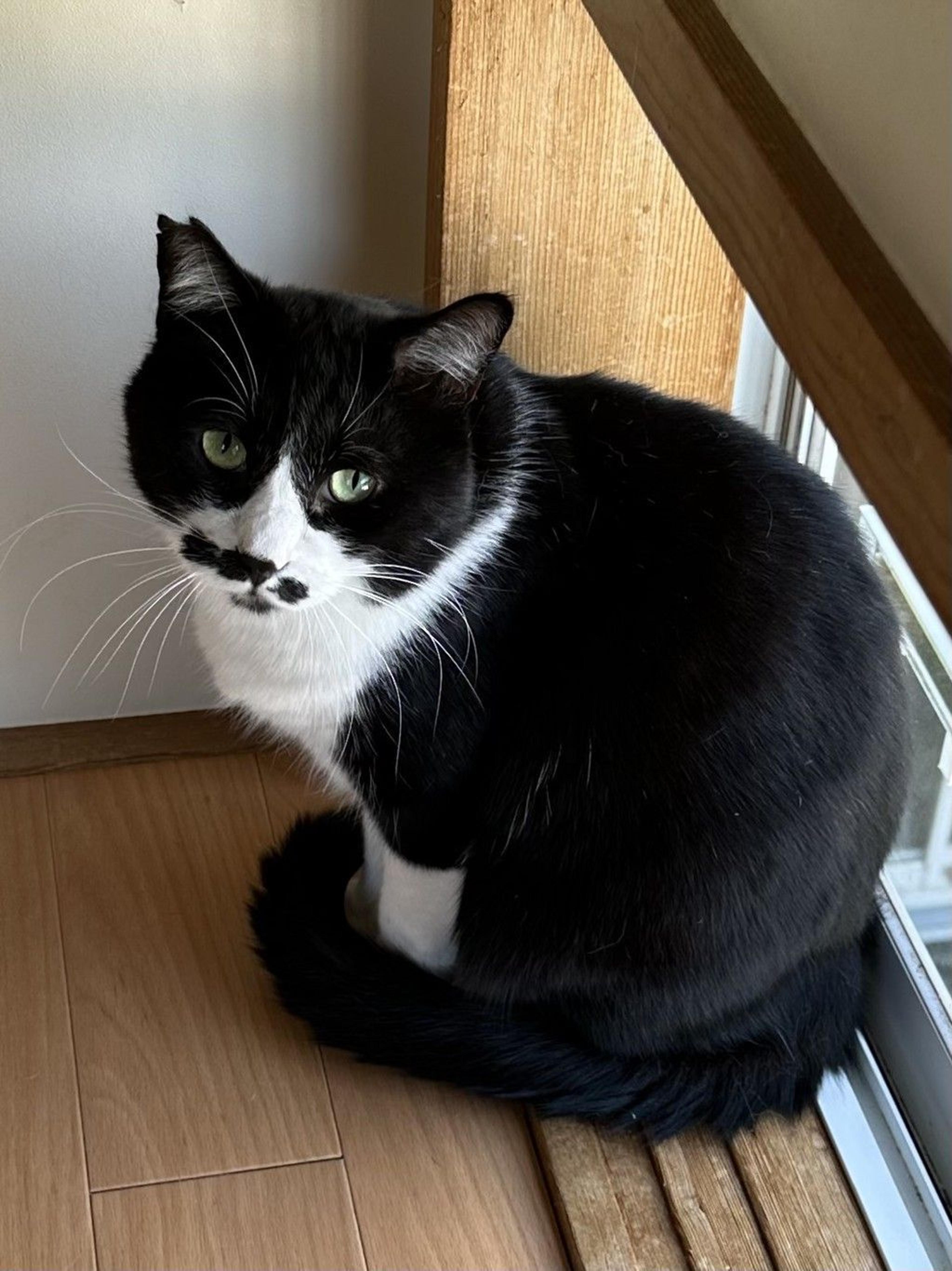 pet-image-3