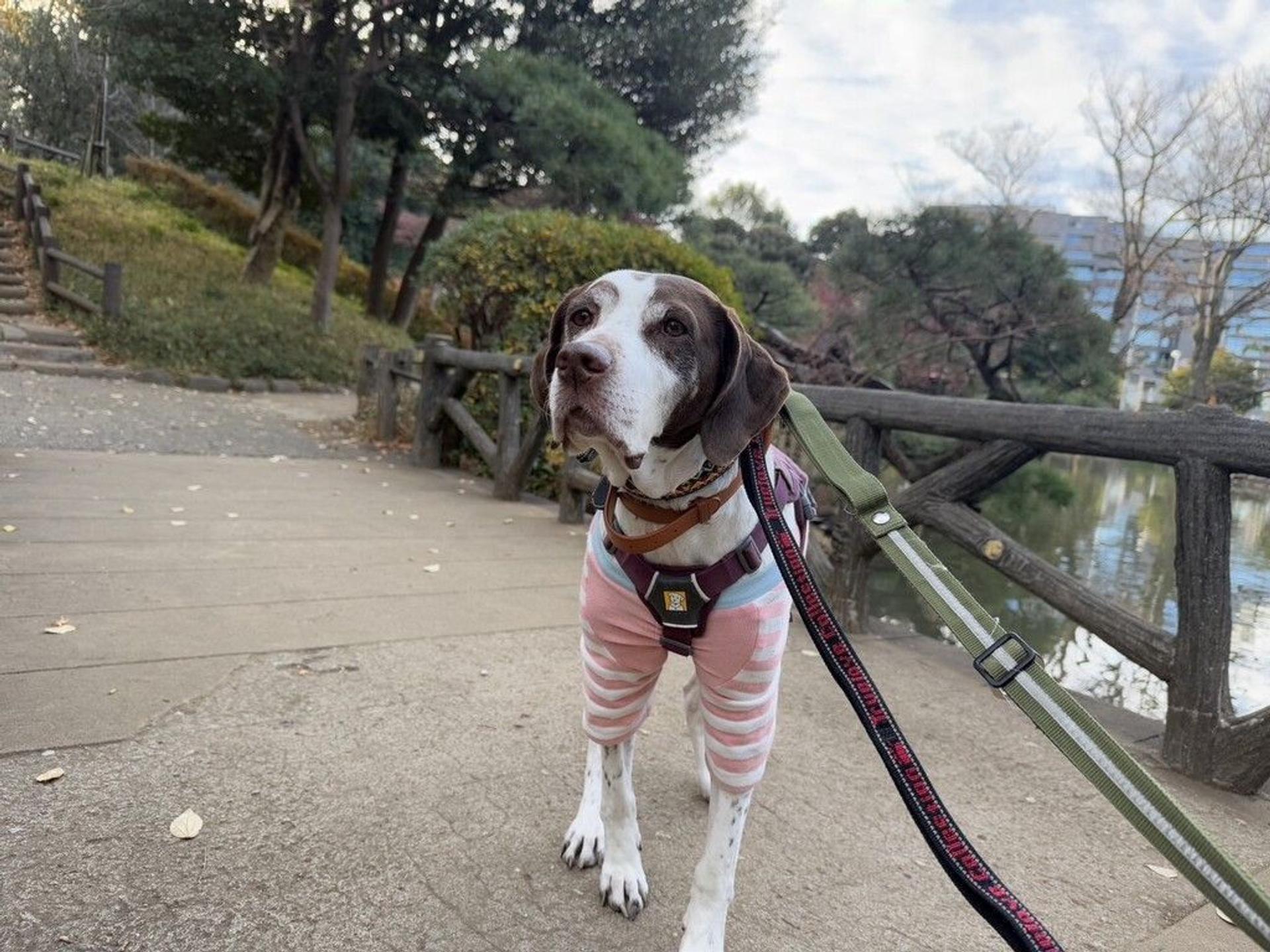 pet-image-2