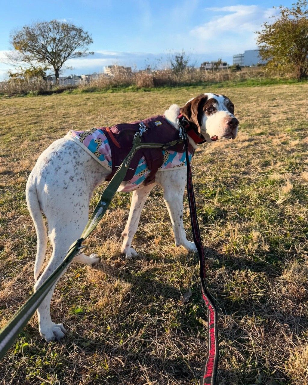 こんな犬と暮らしたら絶対に楽しい！ポインター女子 | イングリッシュ