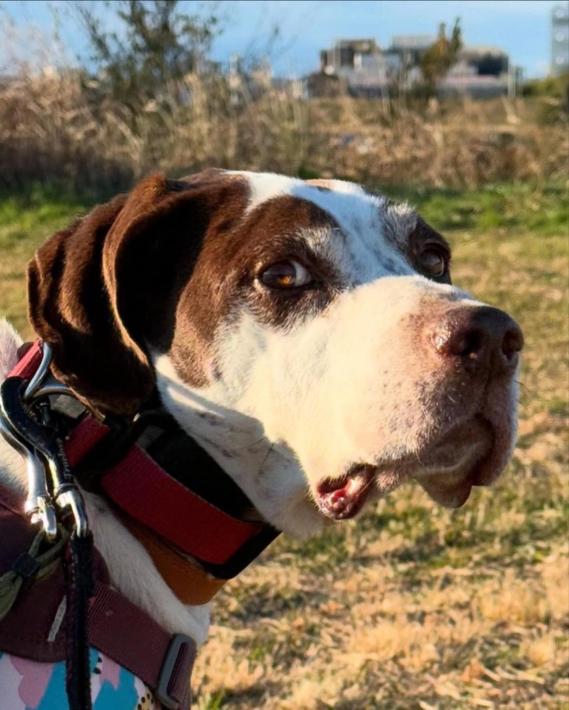 pet-image-8