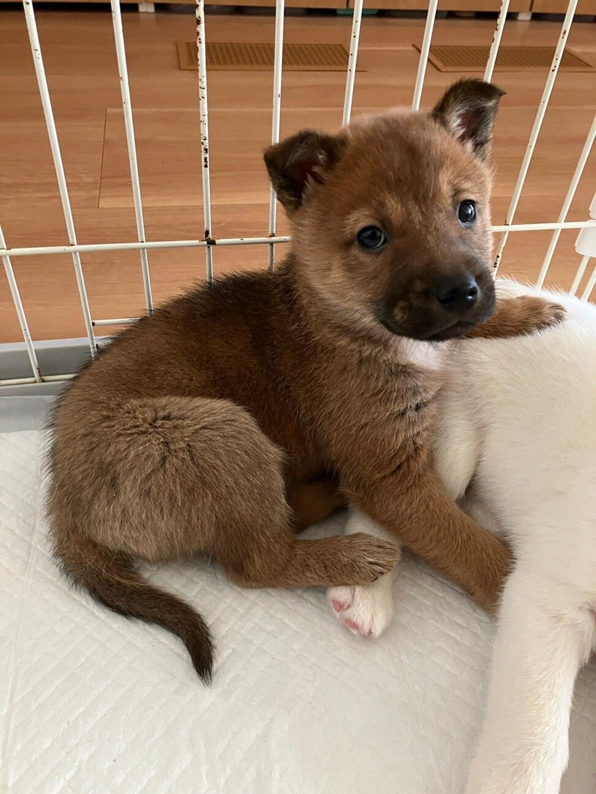 pet-image-3