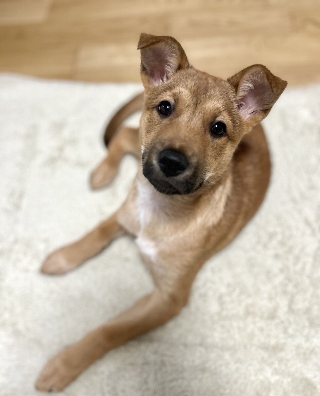 @犬 猫や子供とも仲良く暮らせる穏やかな大型犬の子犬 | 雑種