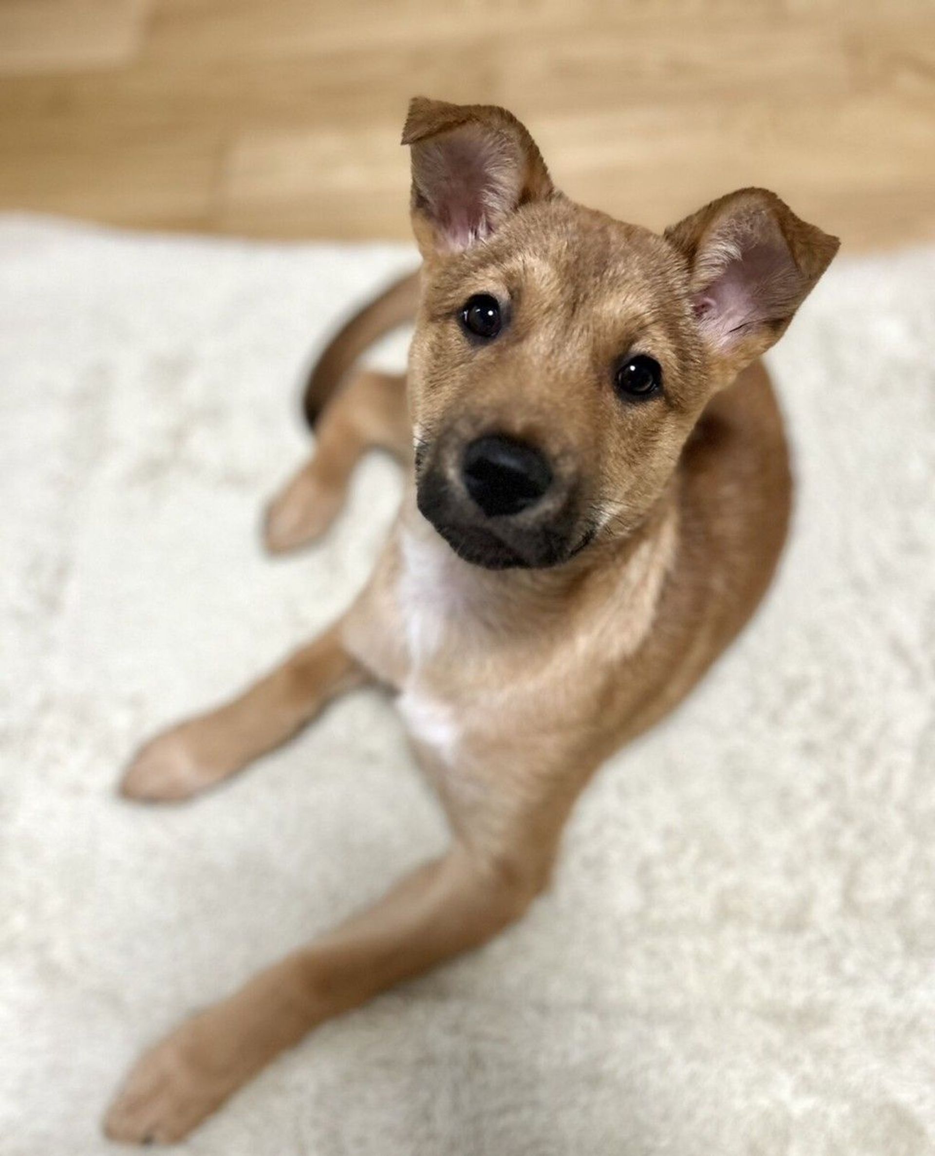 雑種（ミックス犬）・メスの里親募集の写真