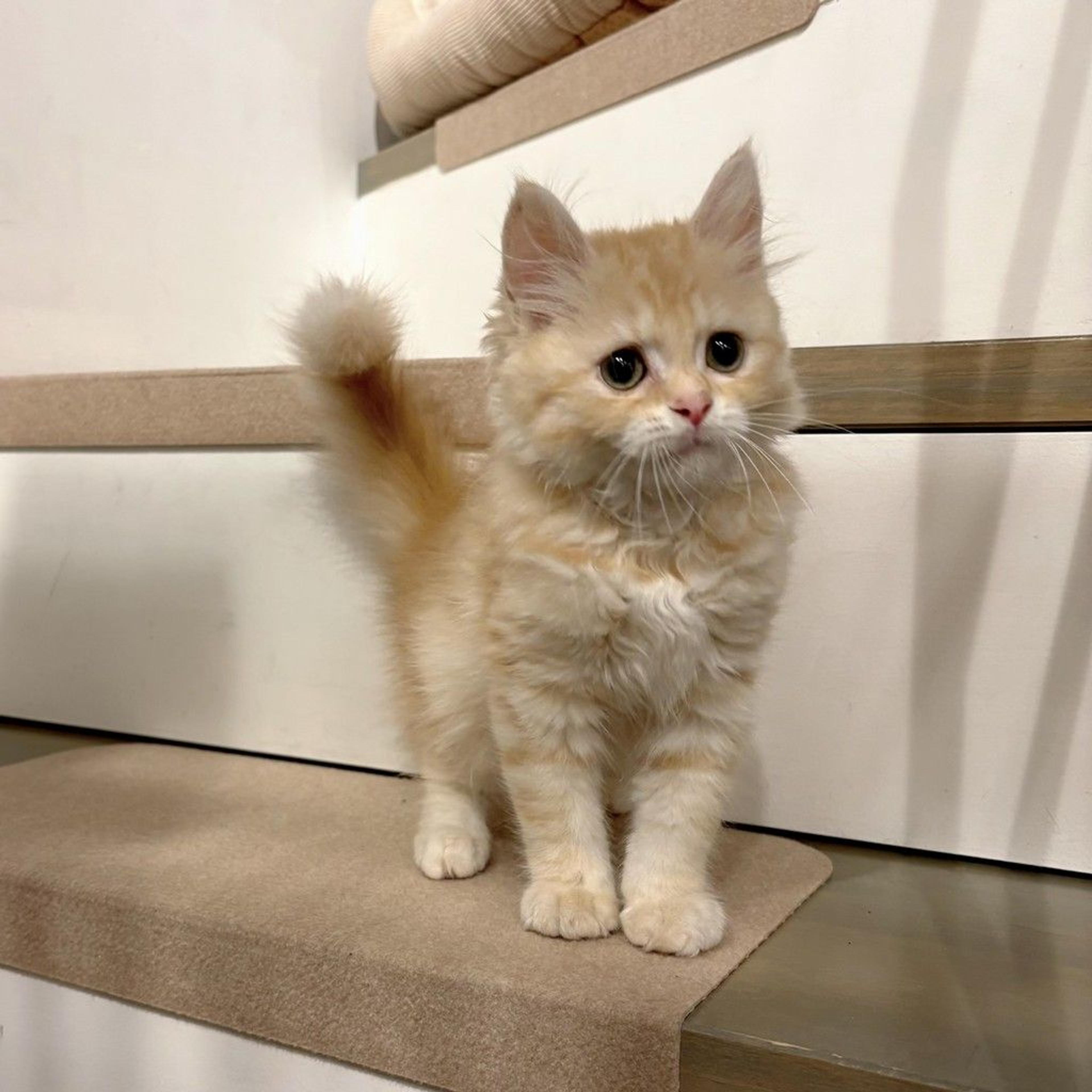 pet-image-8