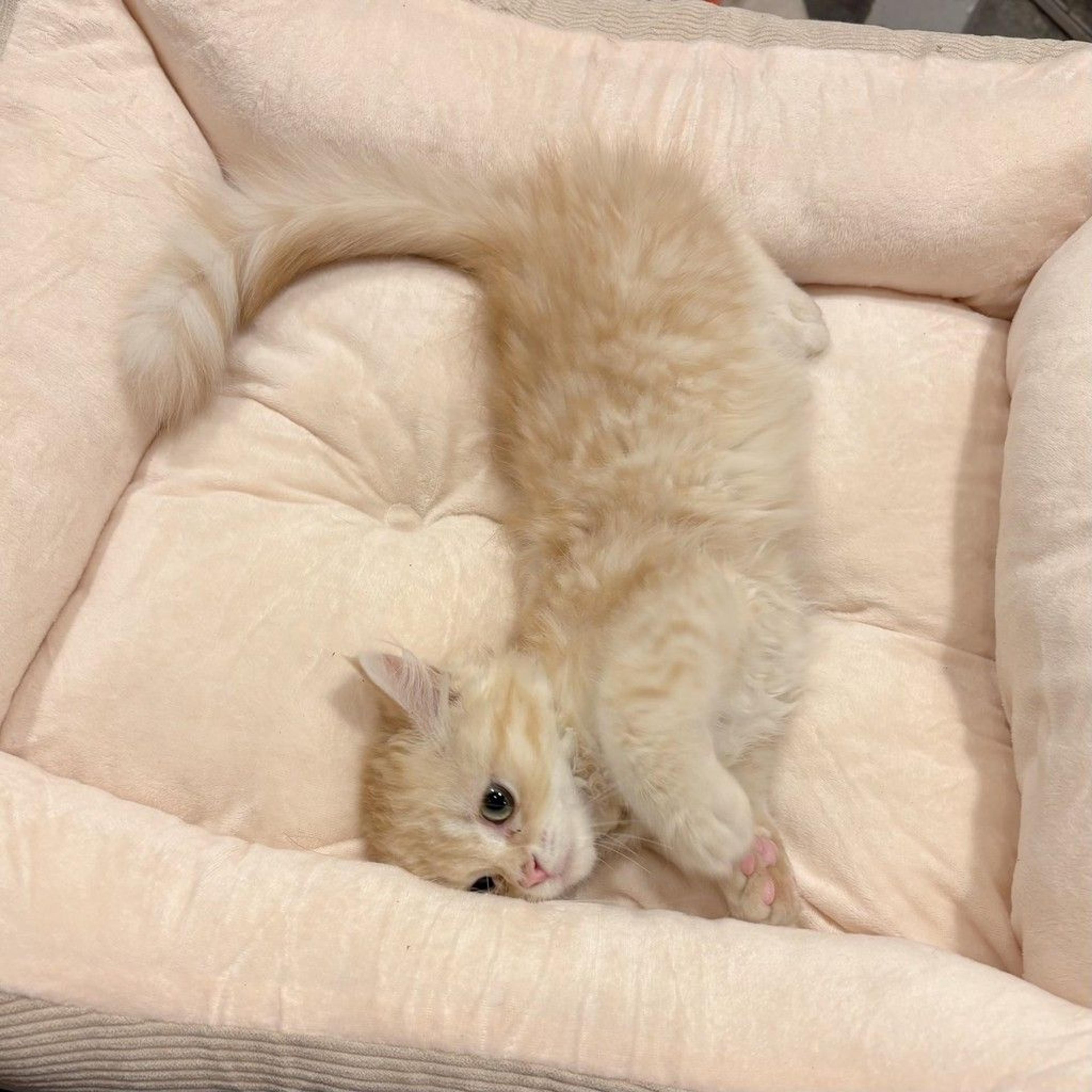 pet-image-6