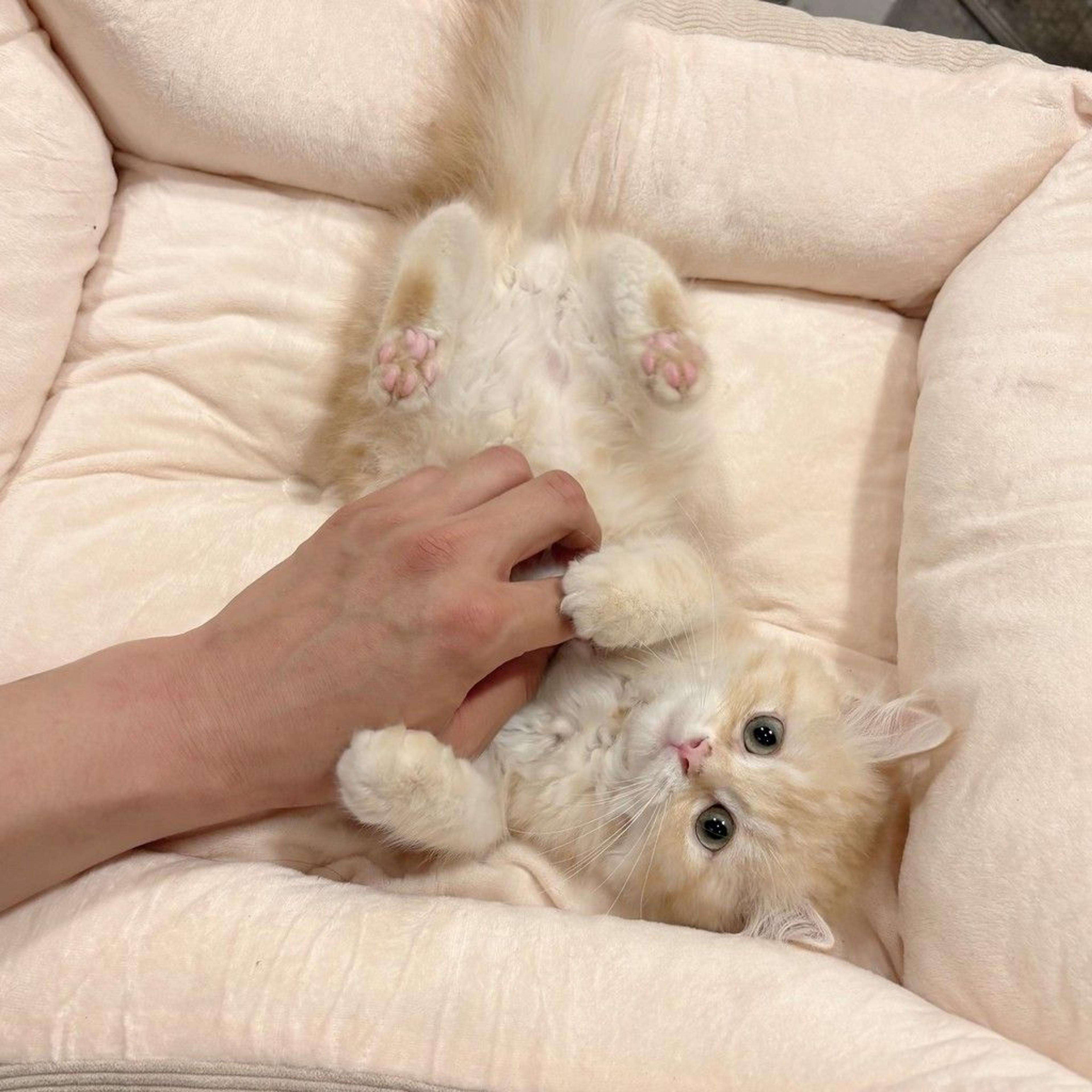 pet-image-5