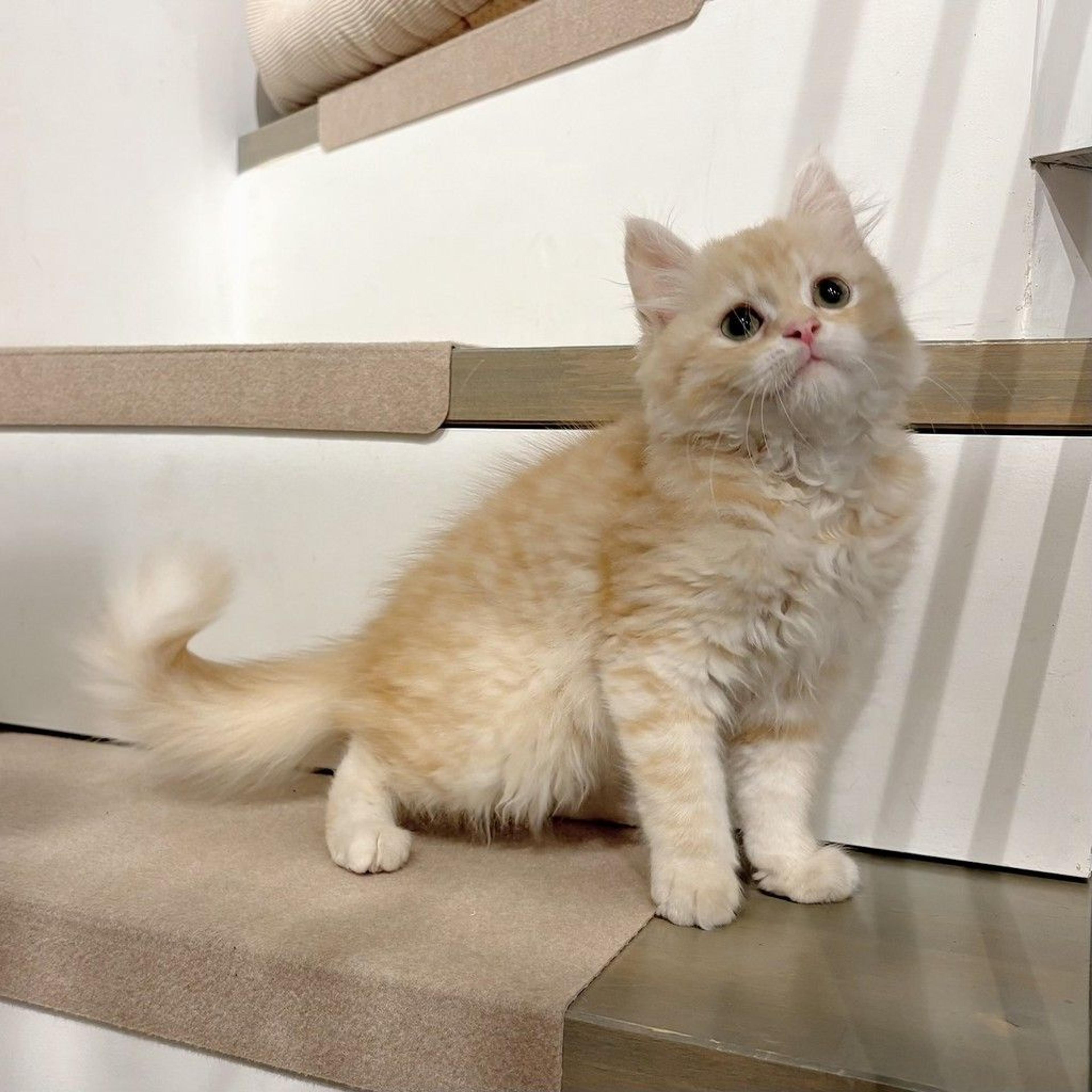 pet-image-4