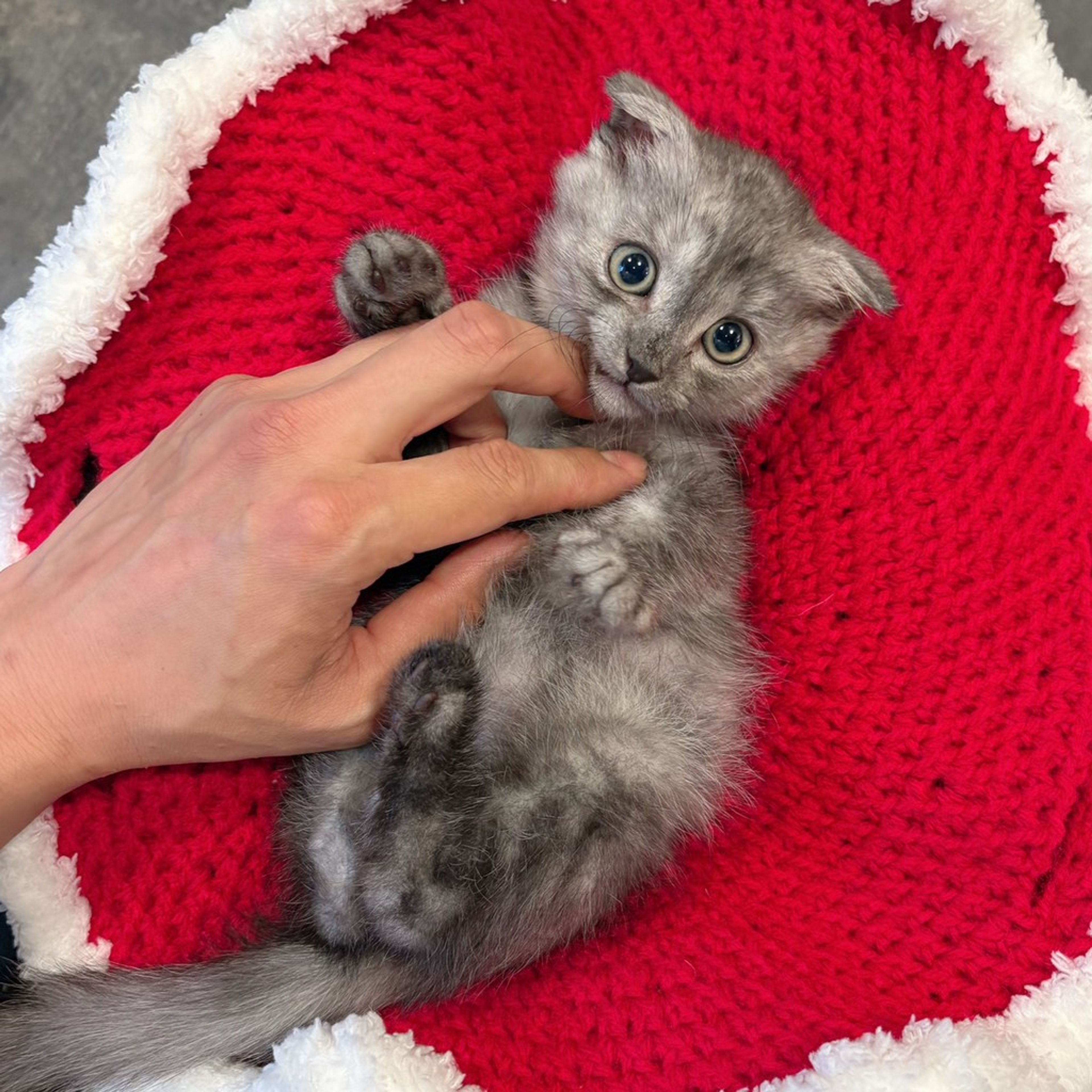 雑種（ミックス猫）・オスの里親募集の写真