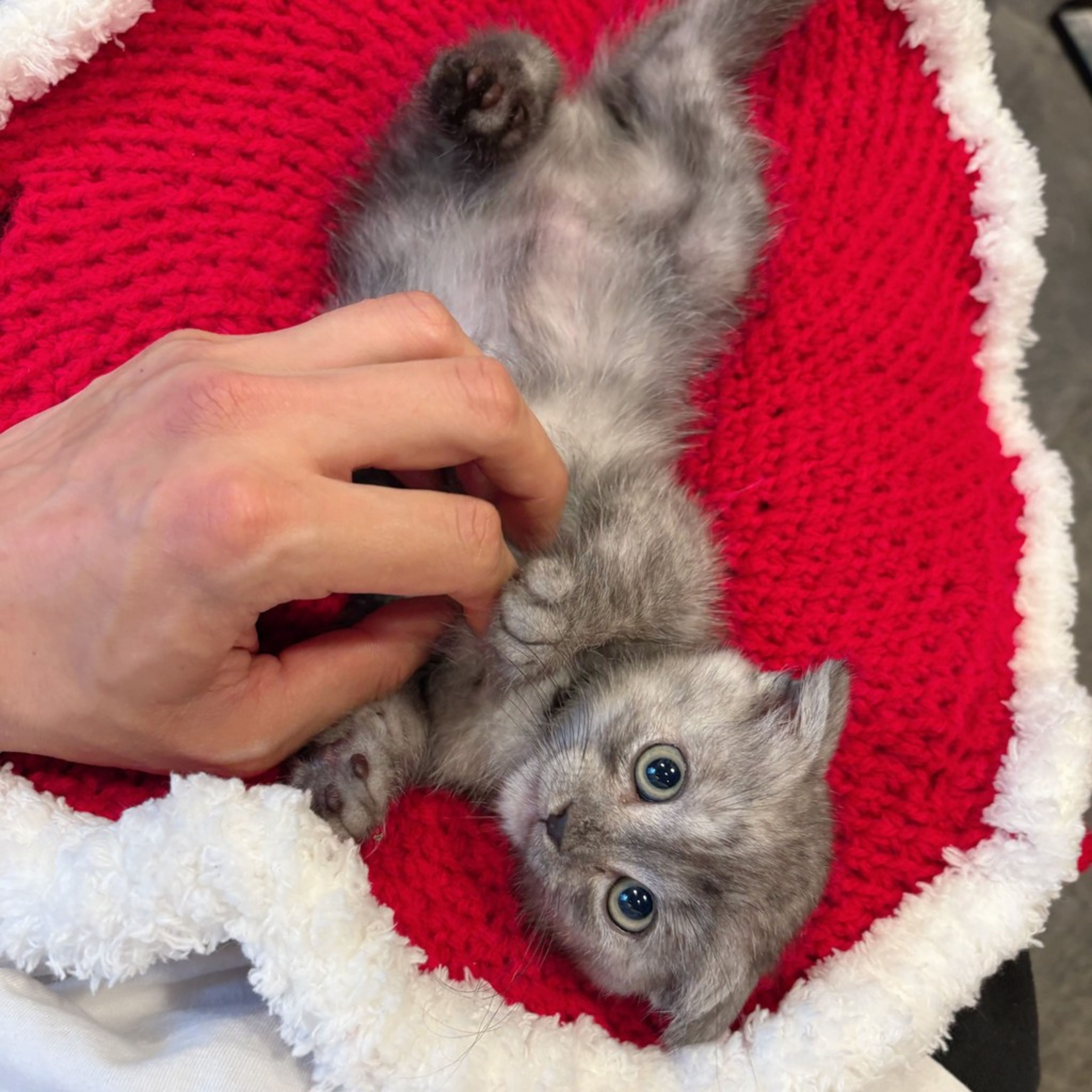 pet-image-2