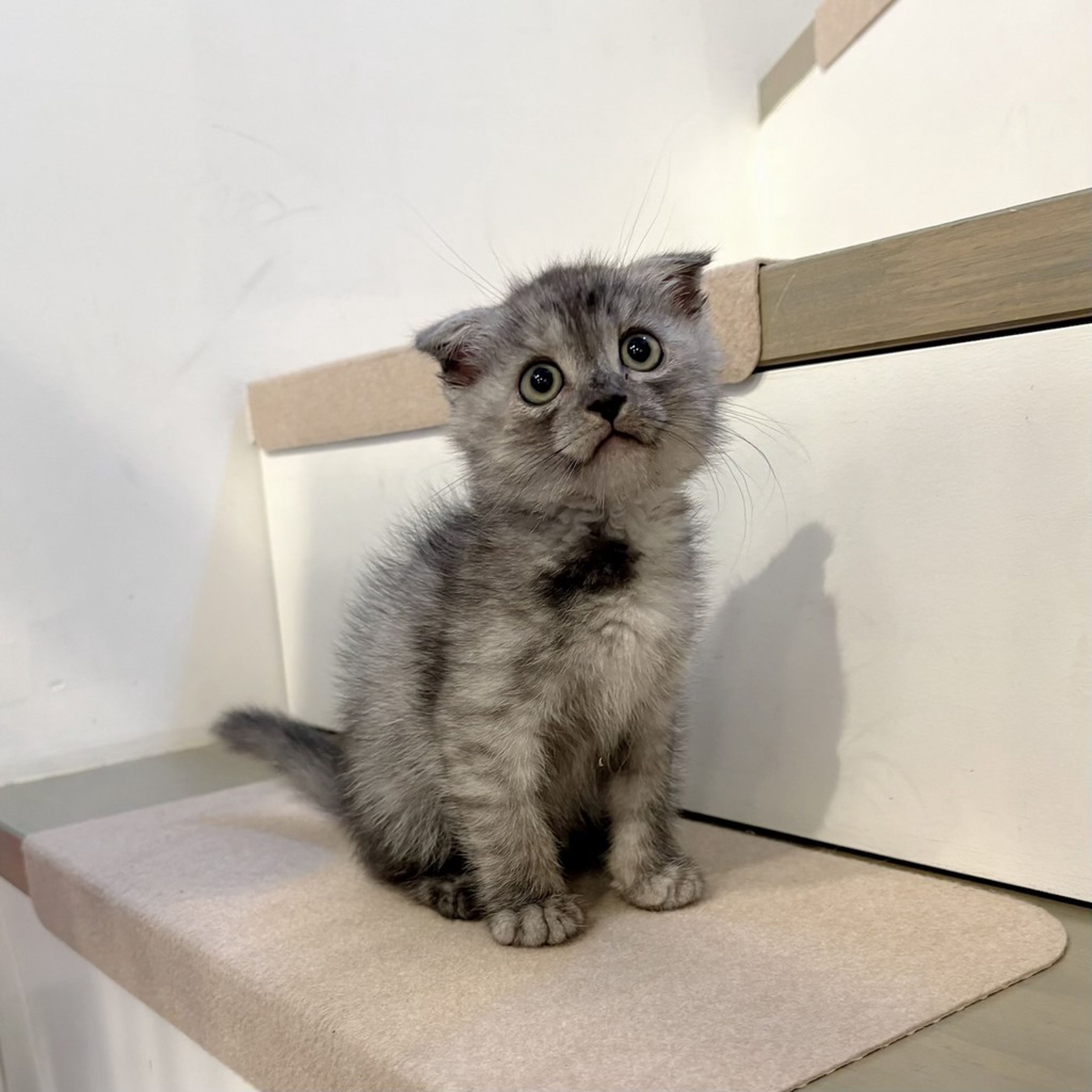 pet-image-4