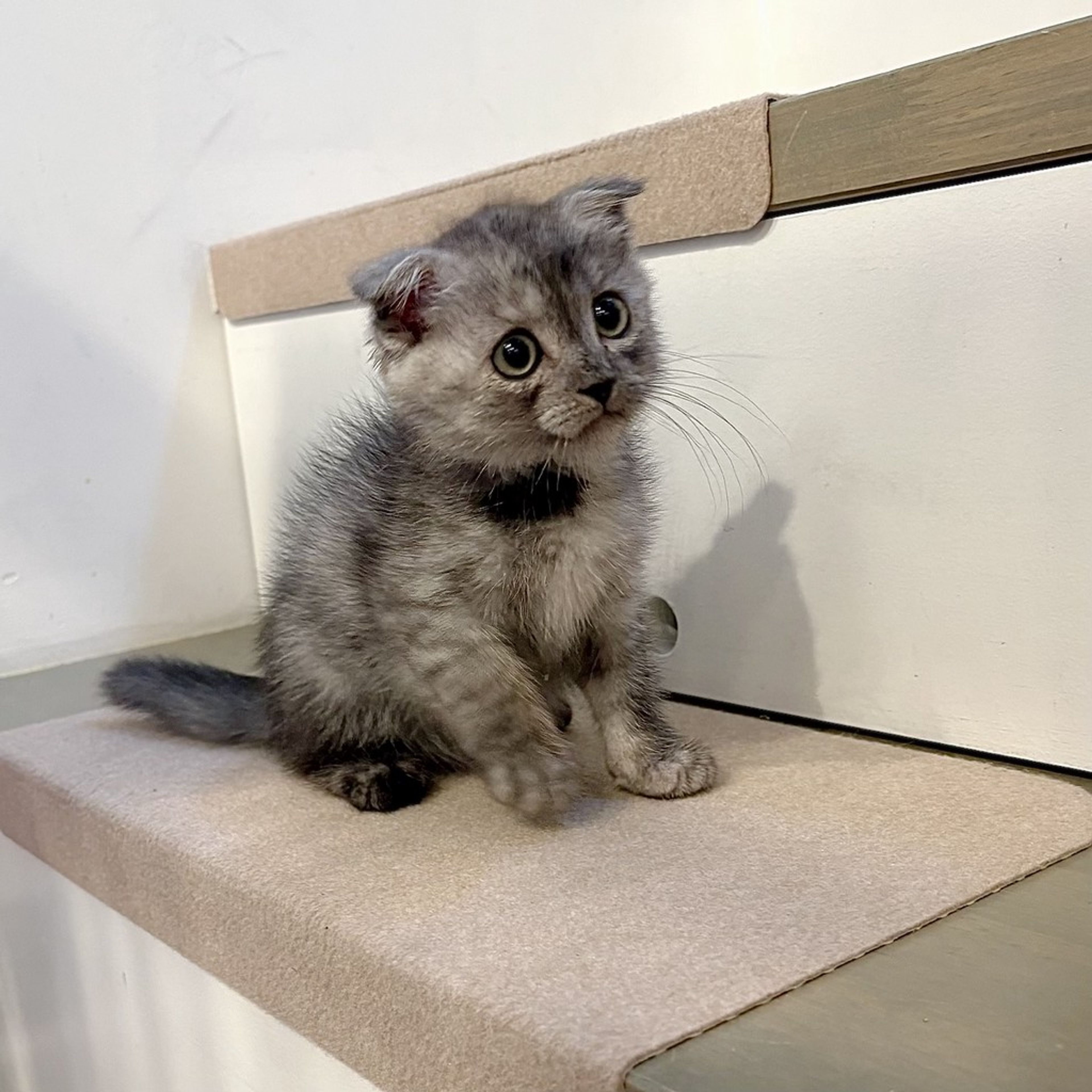 pet-image-5