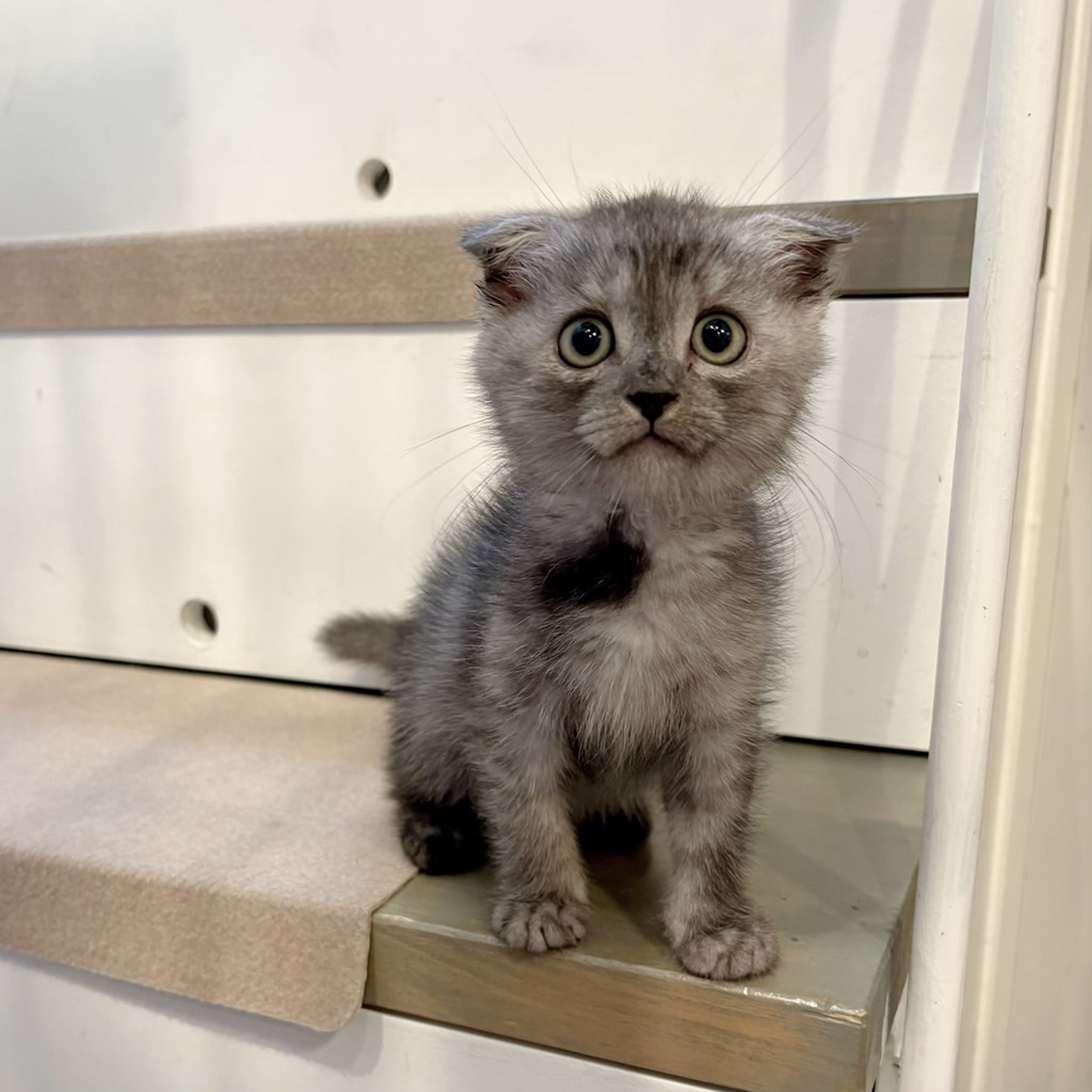 pet-image-7
