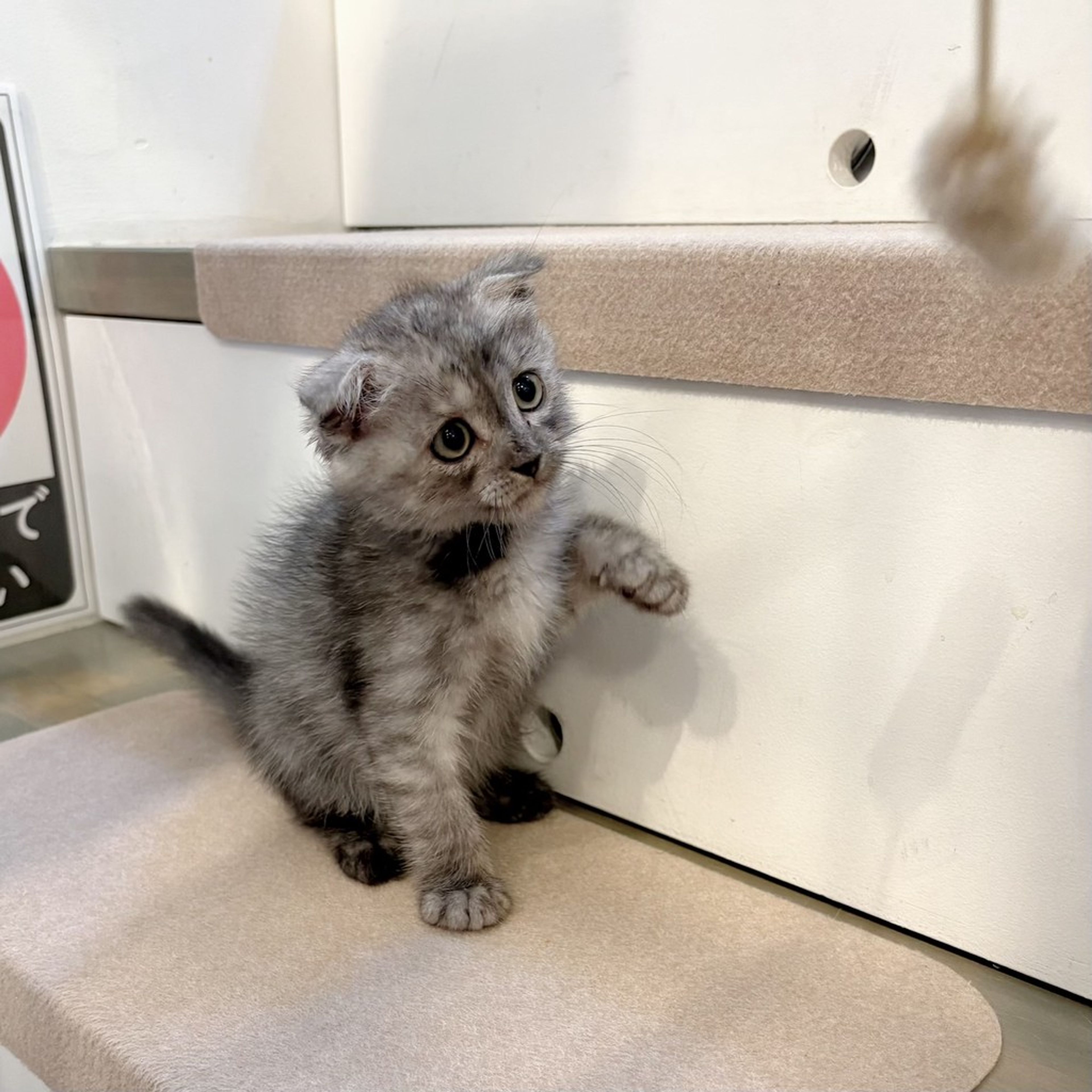 pet-image-8