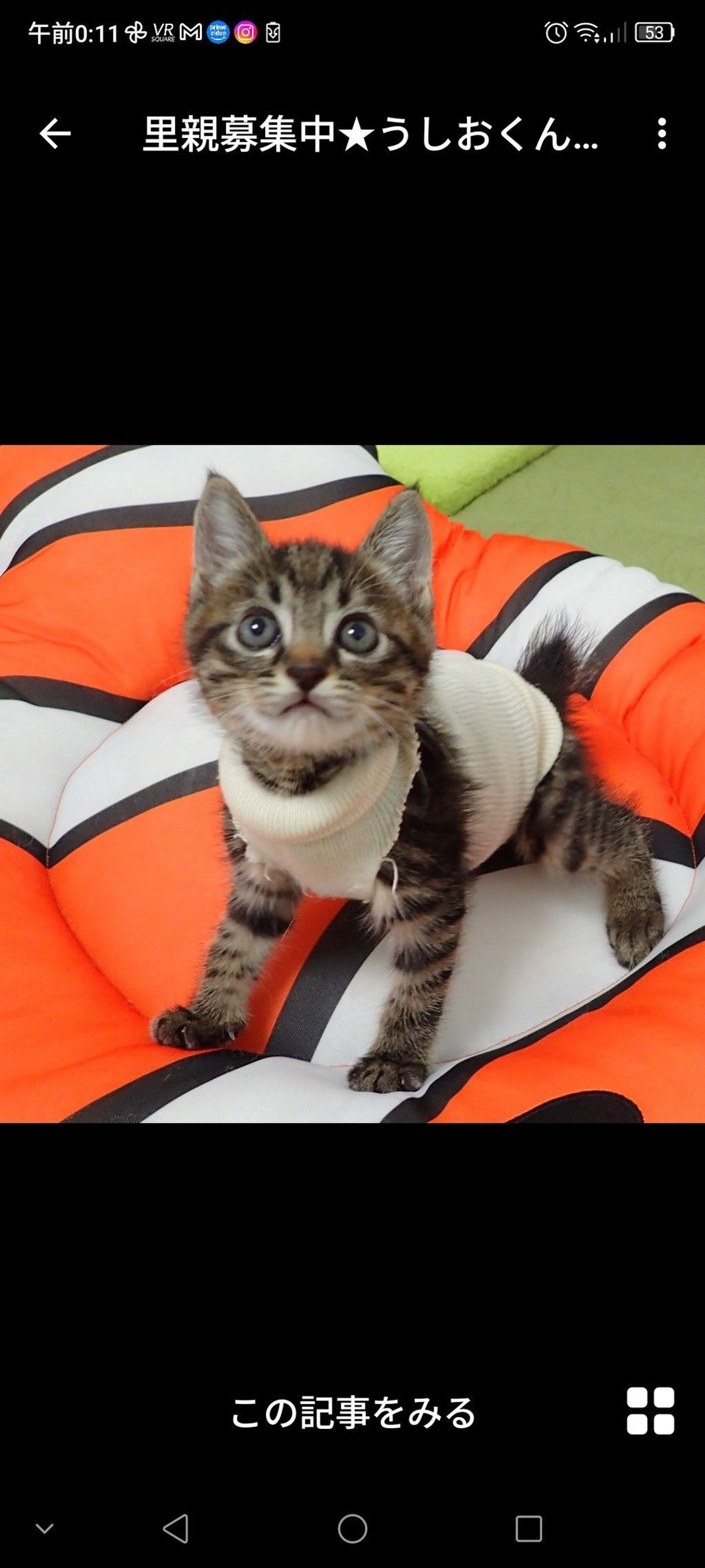 雑種（ミックス猫）・オスの里親募集の写真