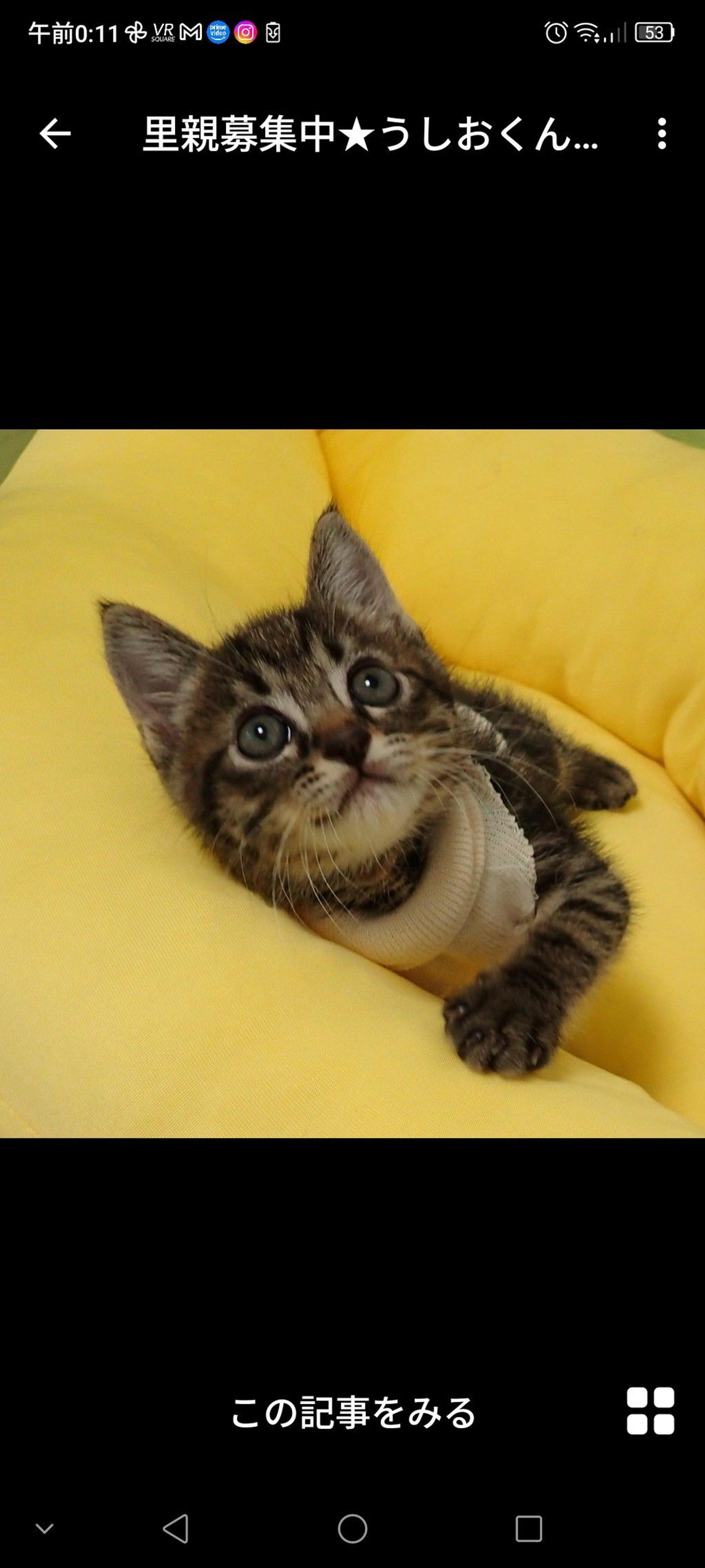 pet-image-3