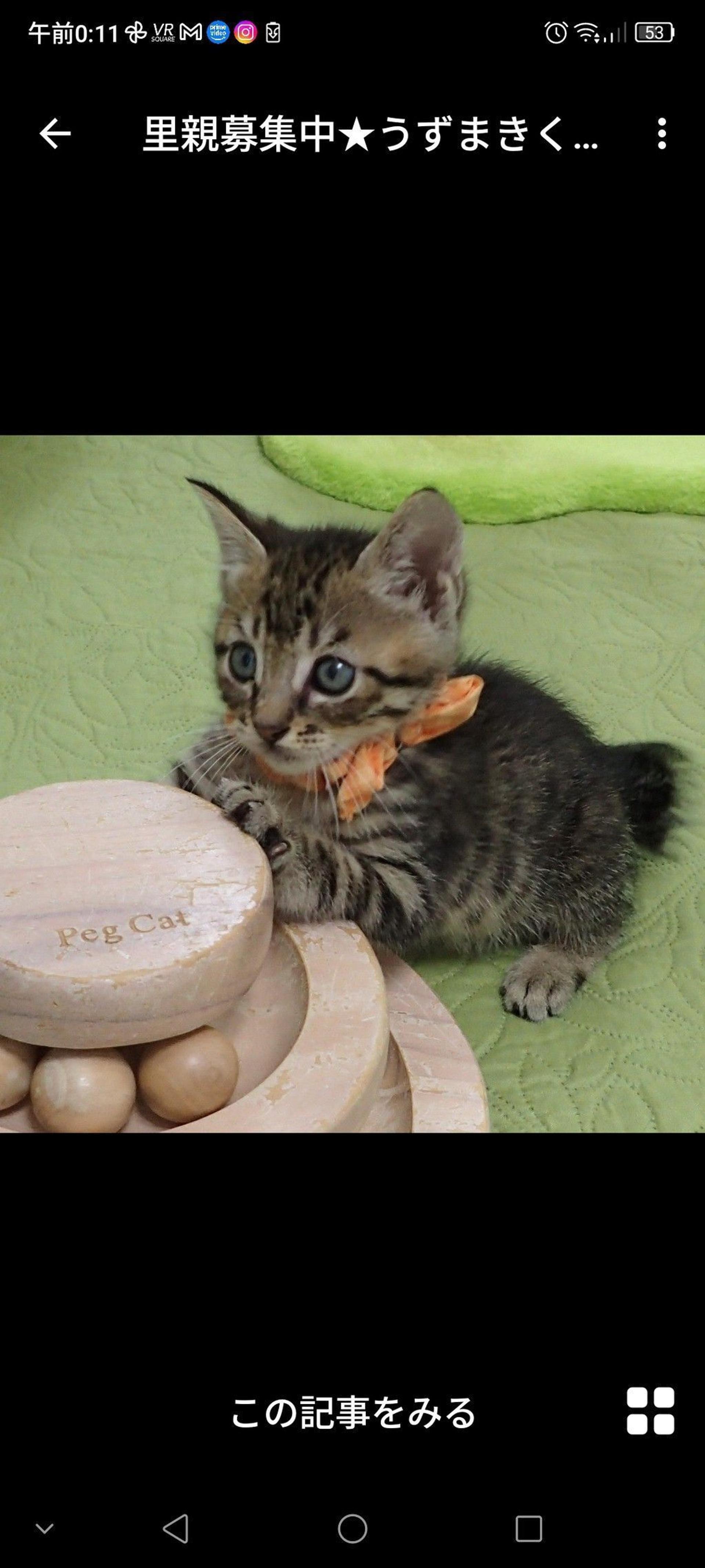 pet-image-3