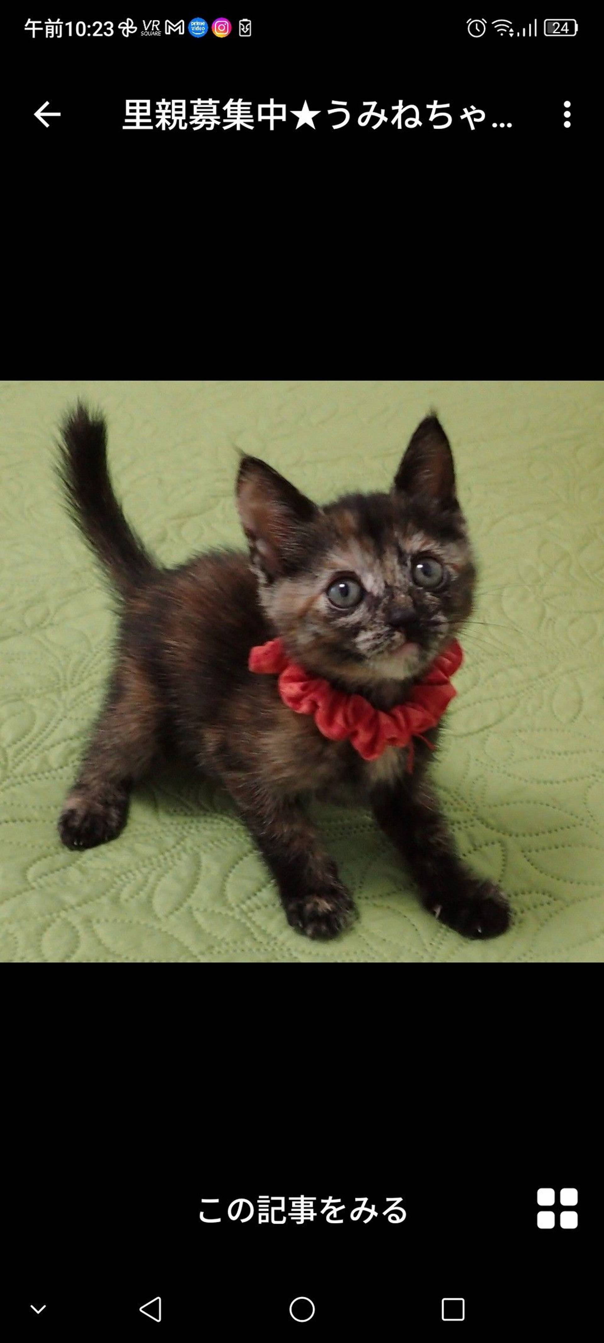 雑種（ミックス猫）・メスの里親募集の写真