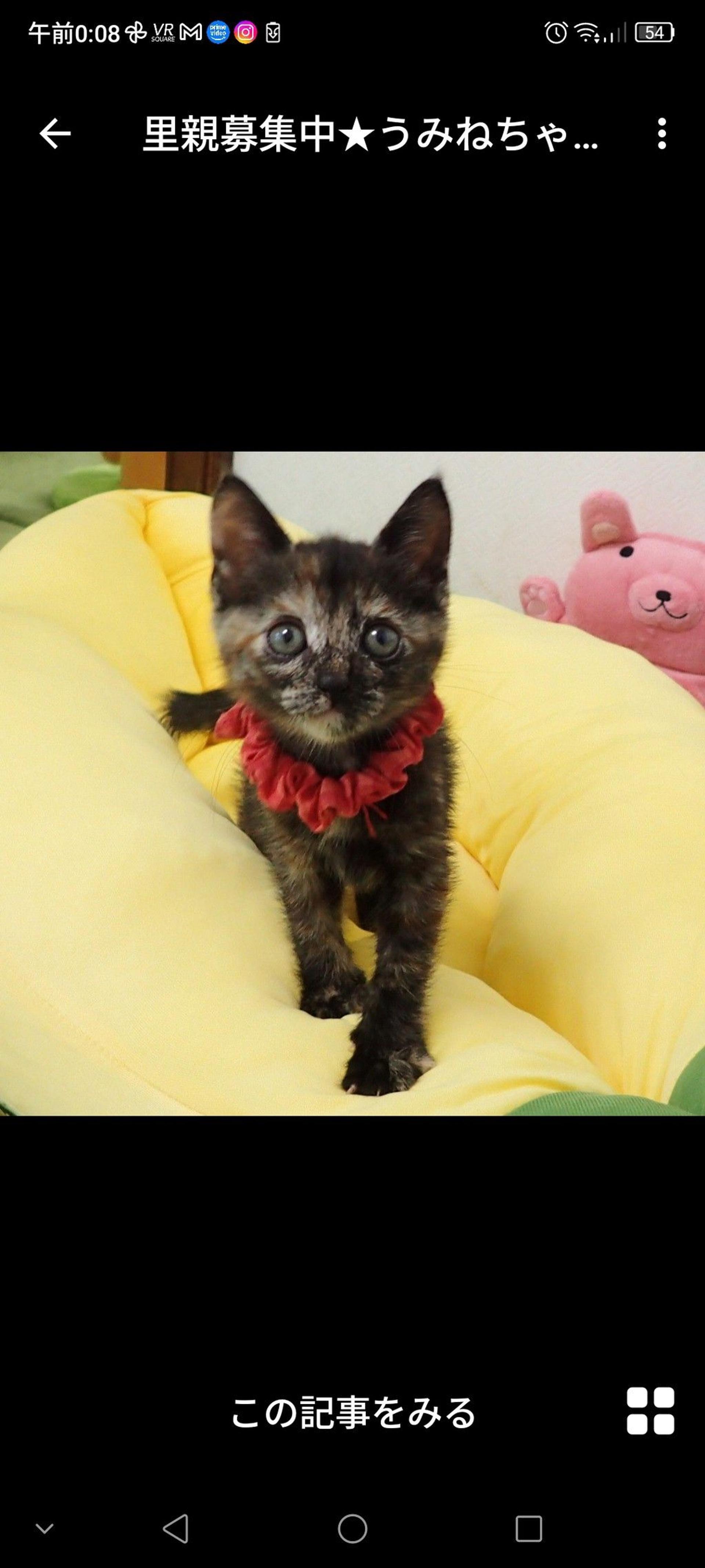 pet-image-3