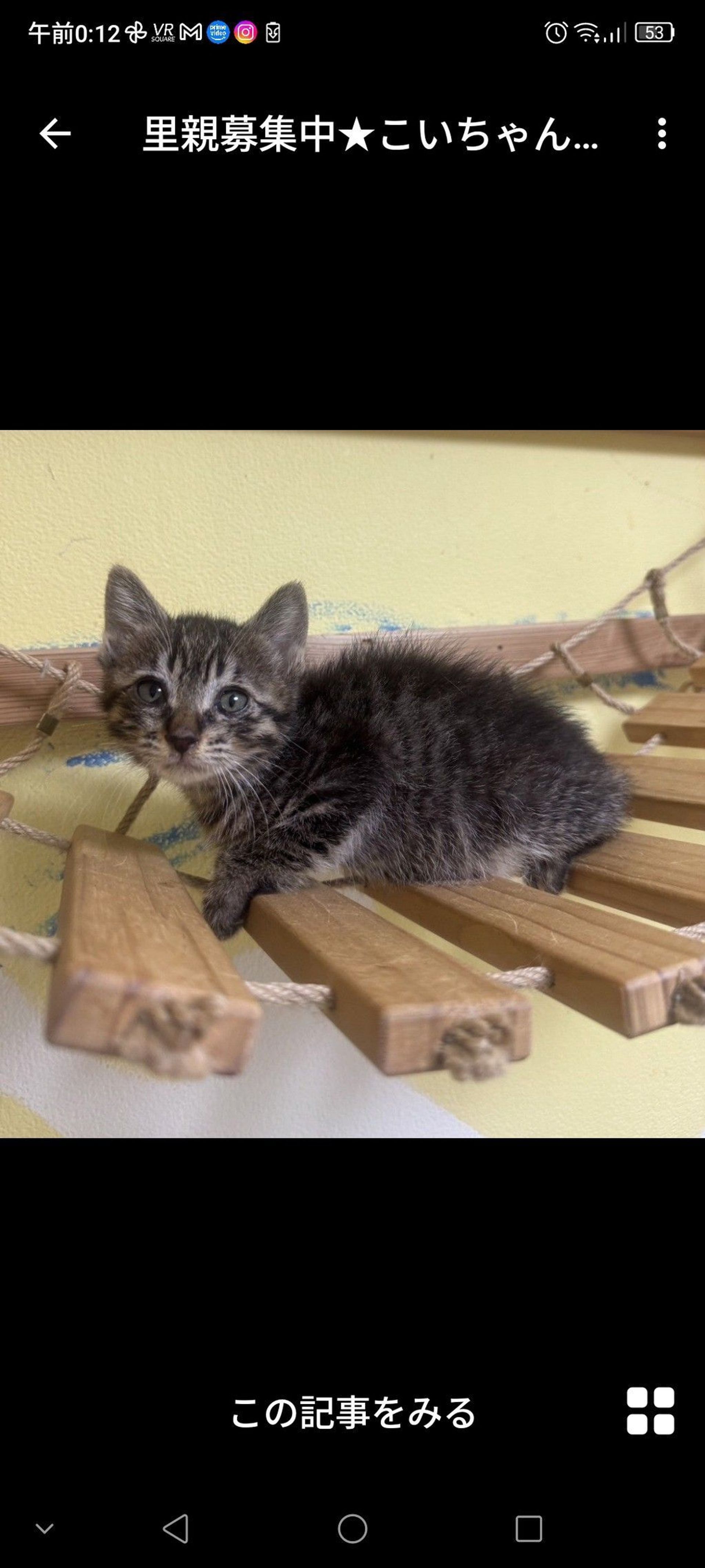 雑種（ミックス猫）・メスの里親募集の写真