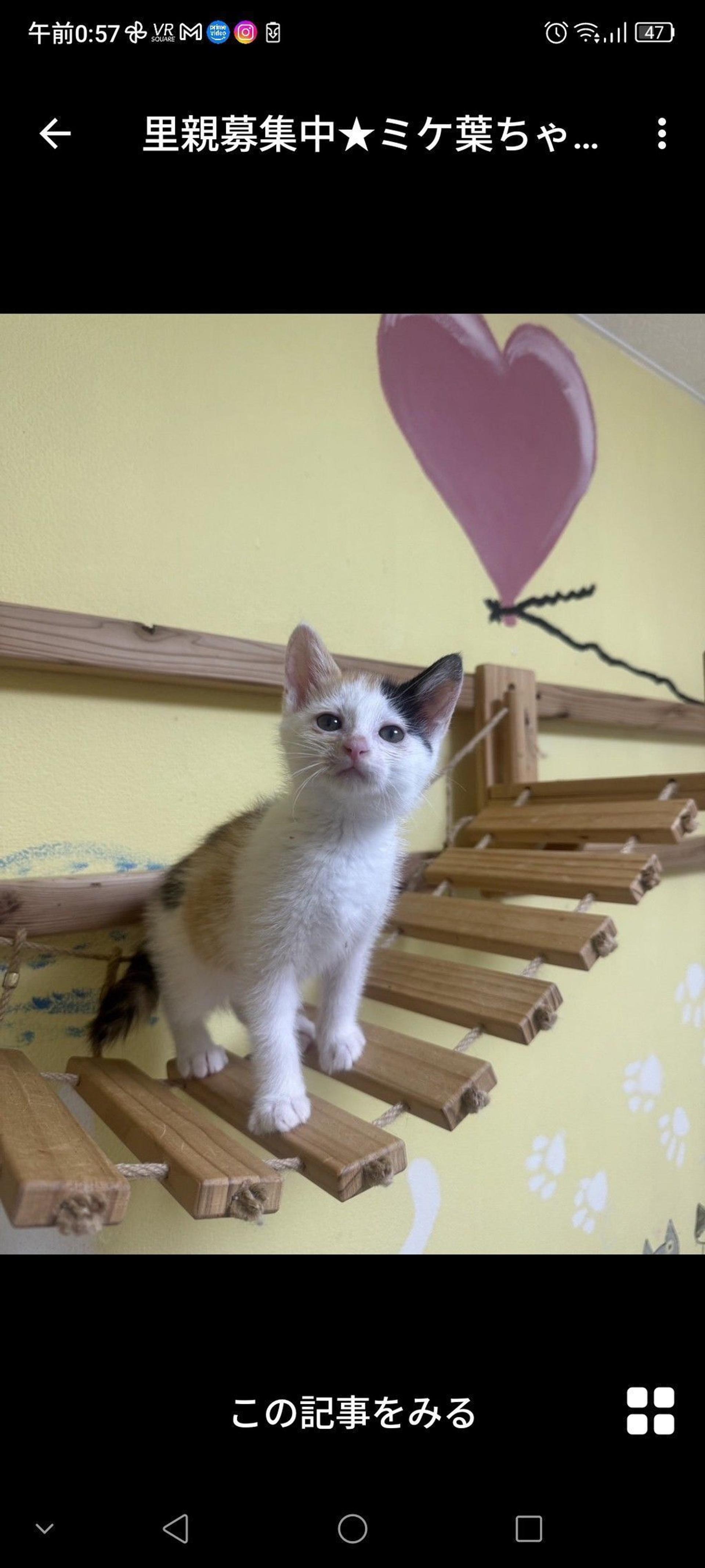 pet-image-3