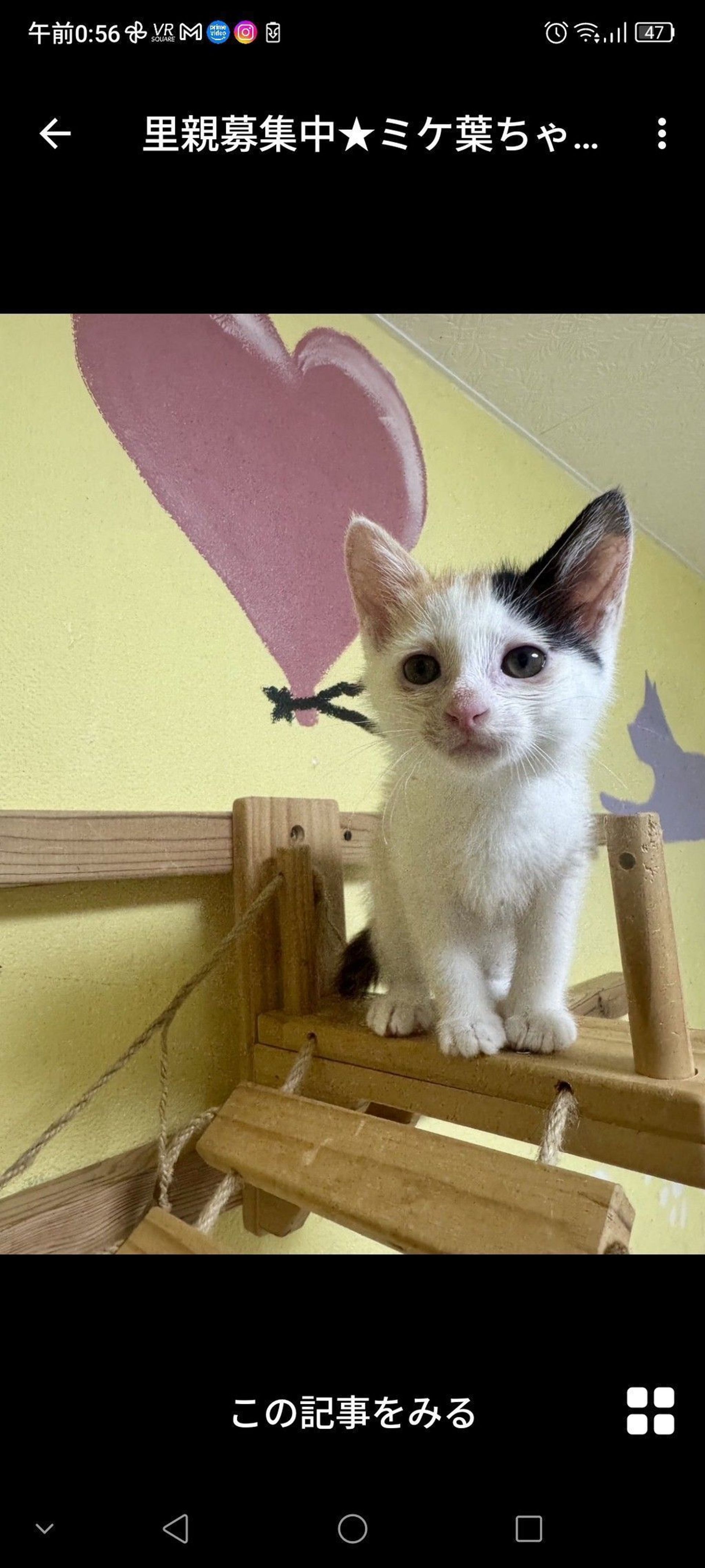 日本猫・メスの里親募集の写真