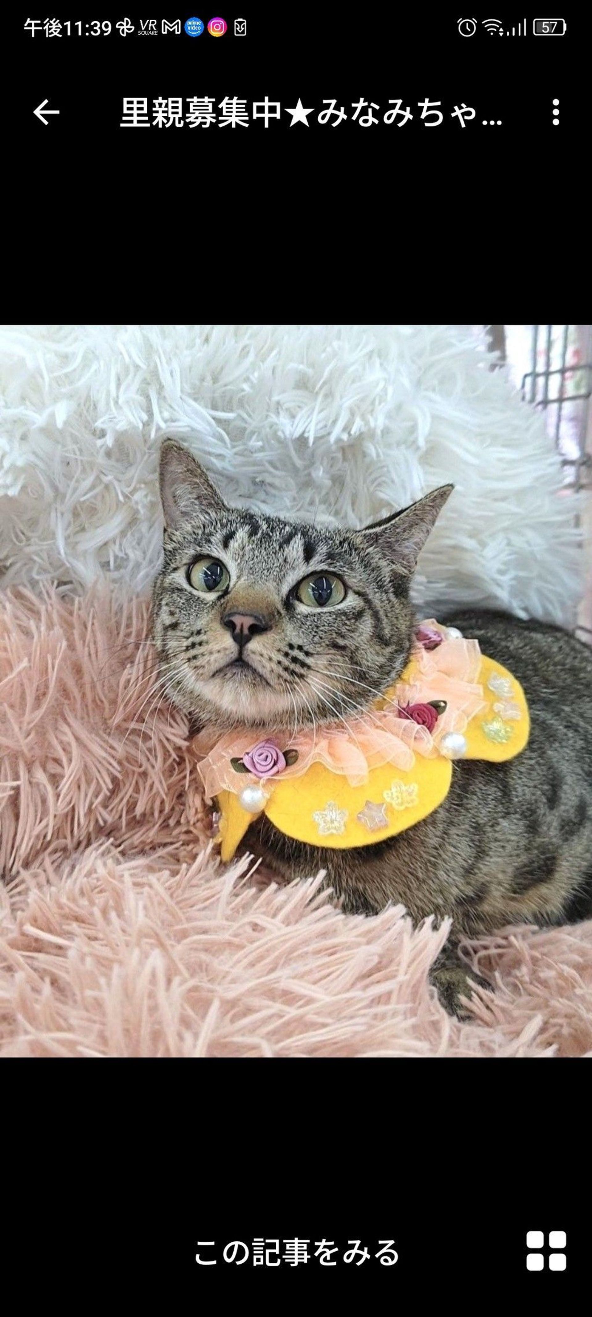 雑種（ミックス猫）・メスの里親募集の写真
