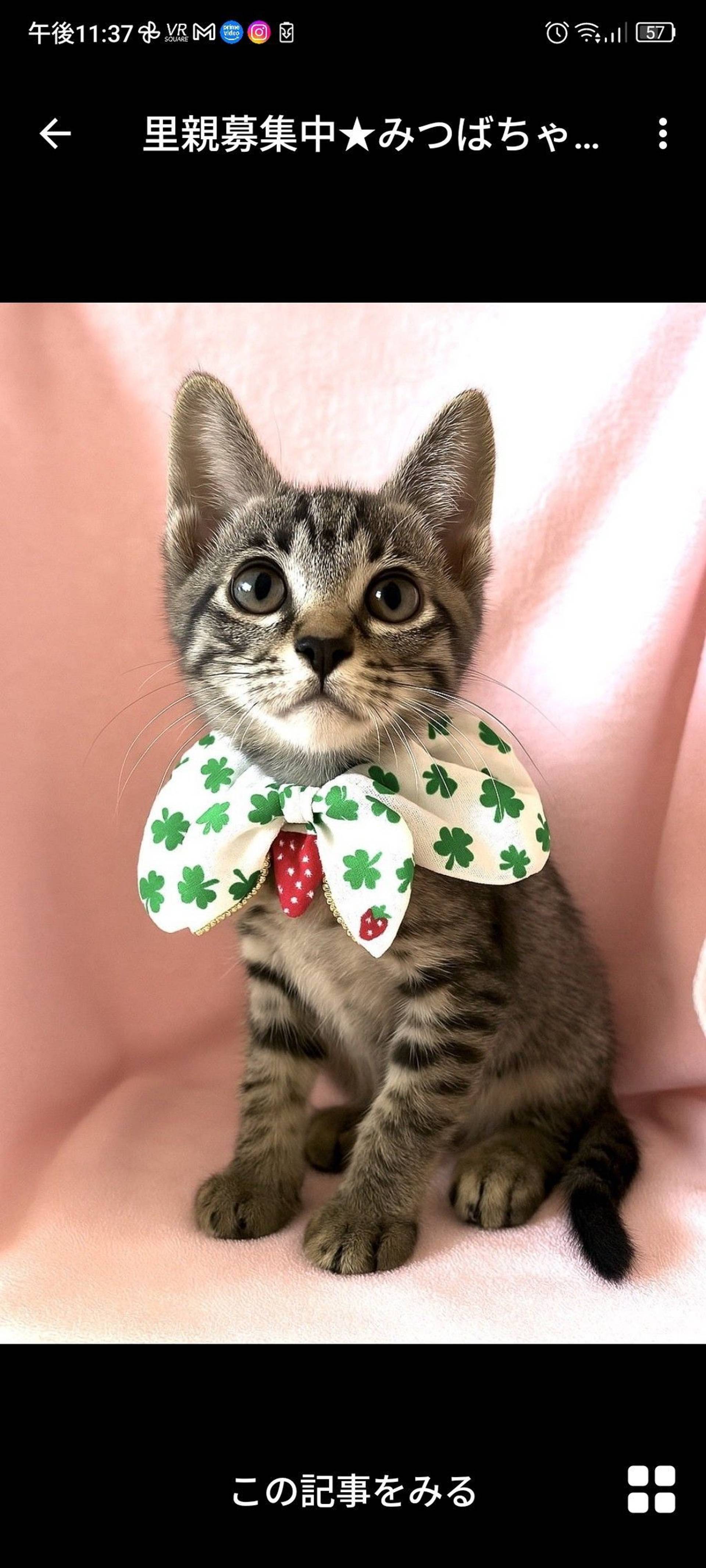雑種（ミックス猫）・メスの里親募集の写真
