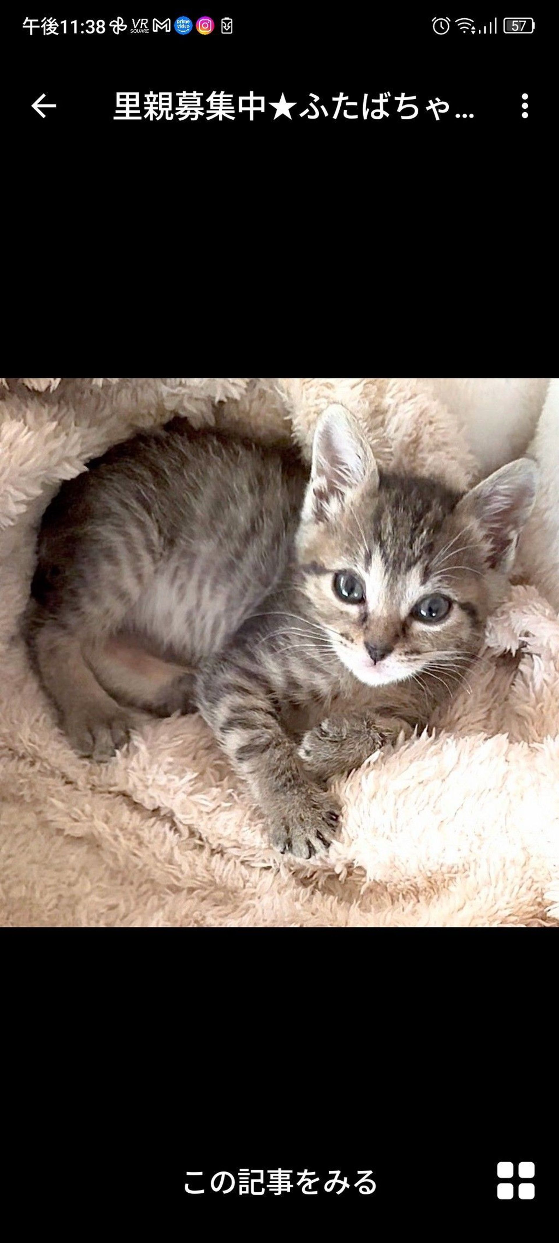 雑種（ミックス猫）・メスの里親募集の写真
