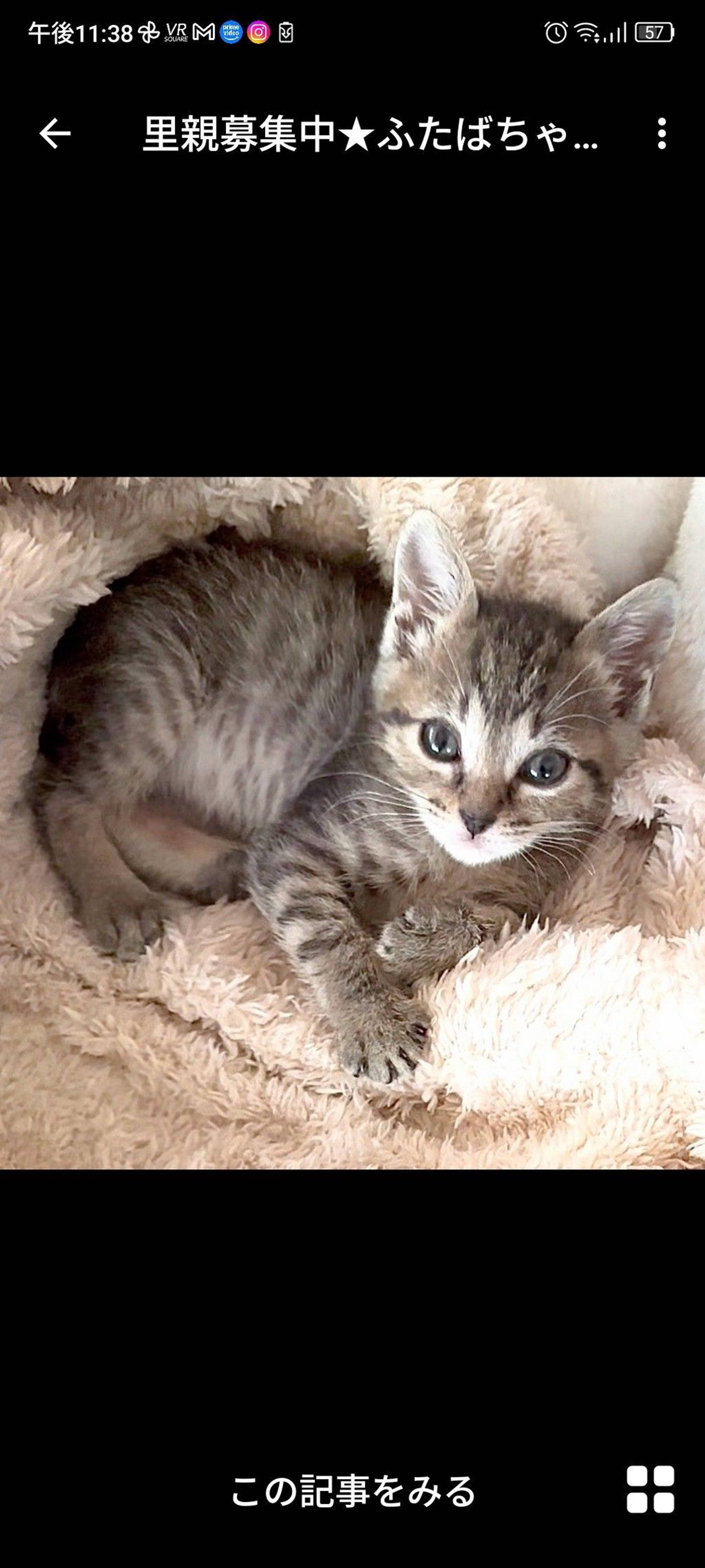 雑種（ミックス猫）・メスの里親募集の写真
