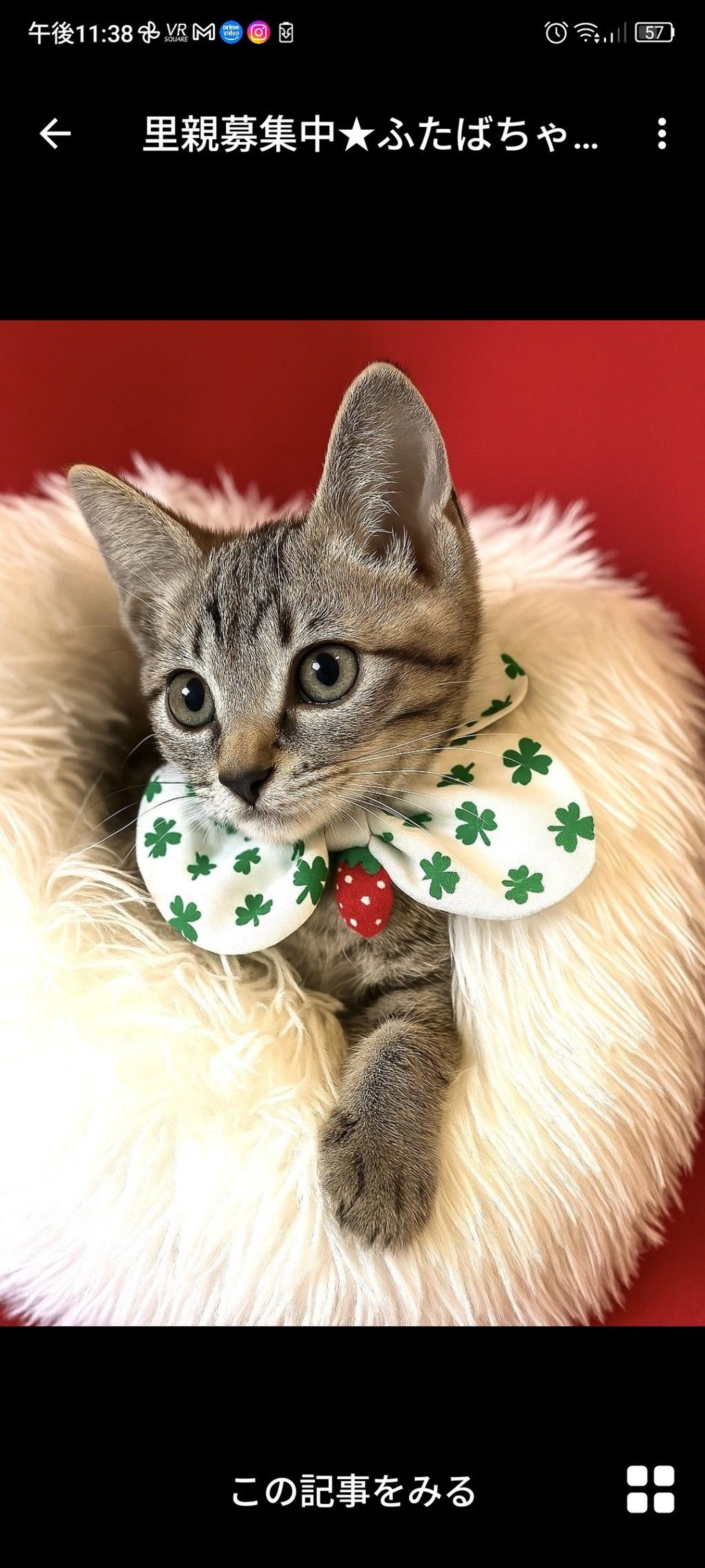 pet-image-2