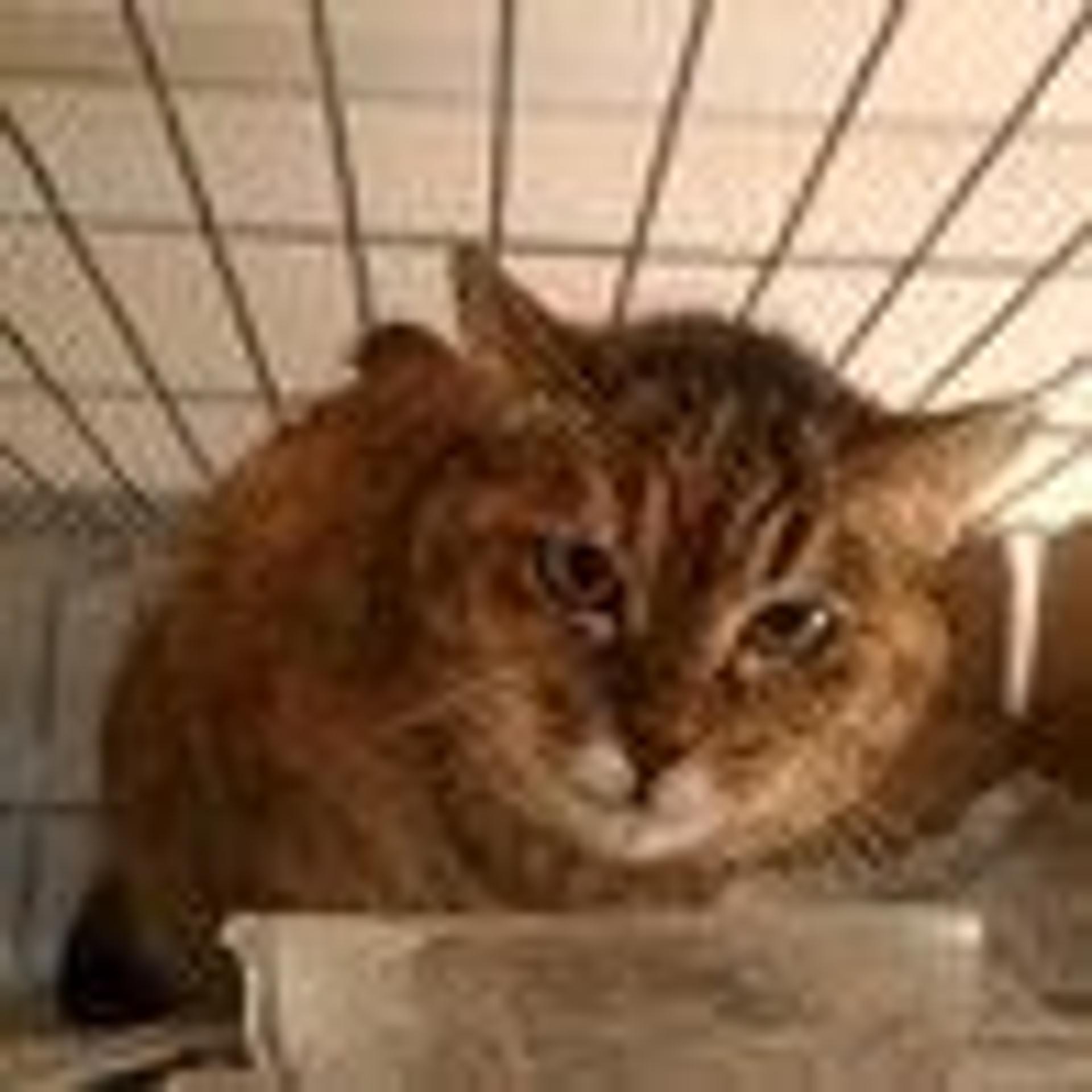pet-image-8
