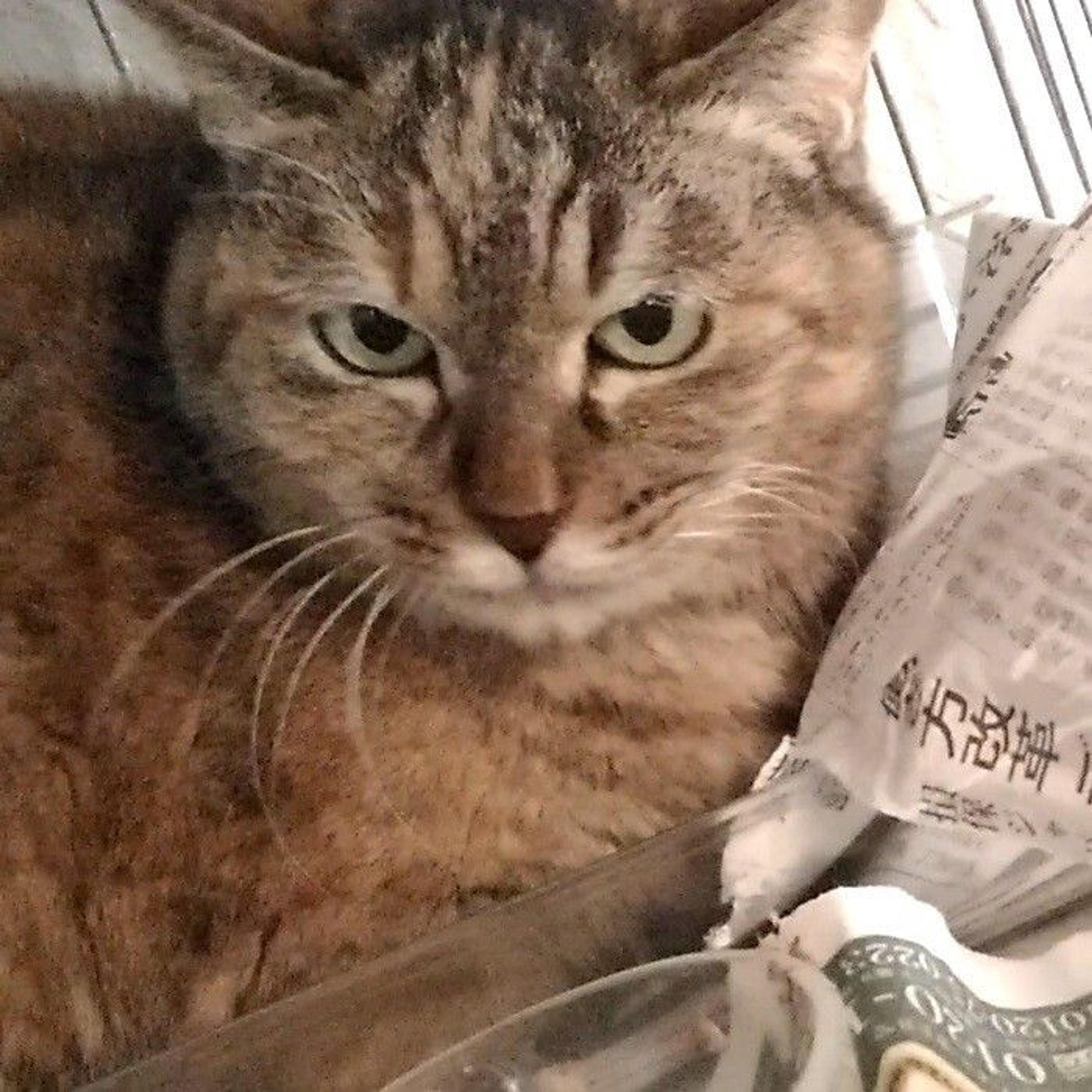 pet-image-7