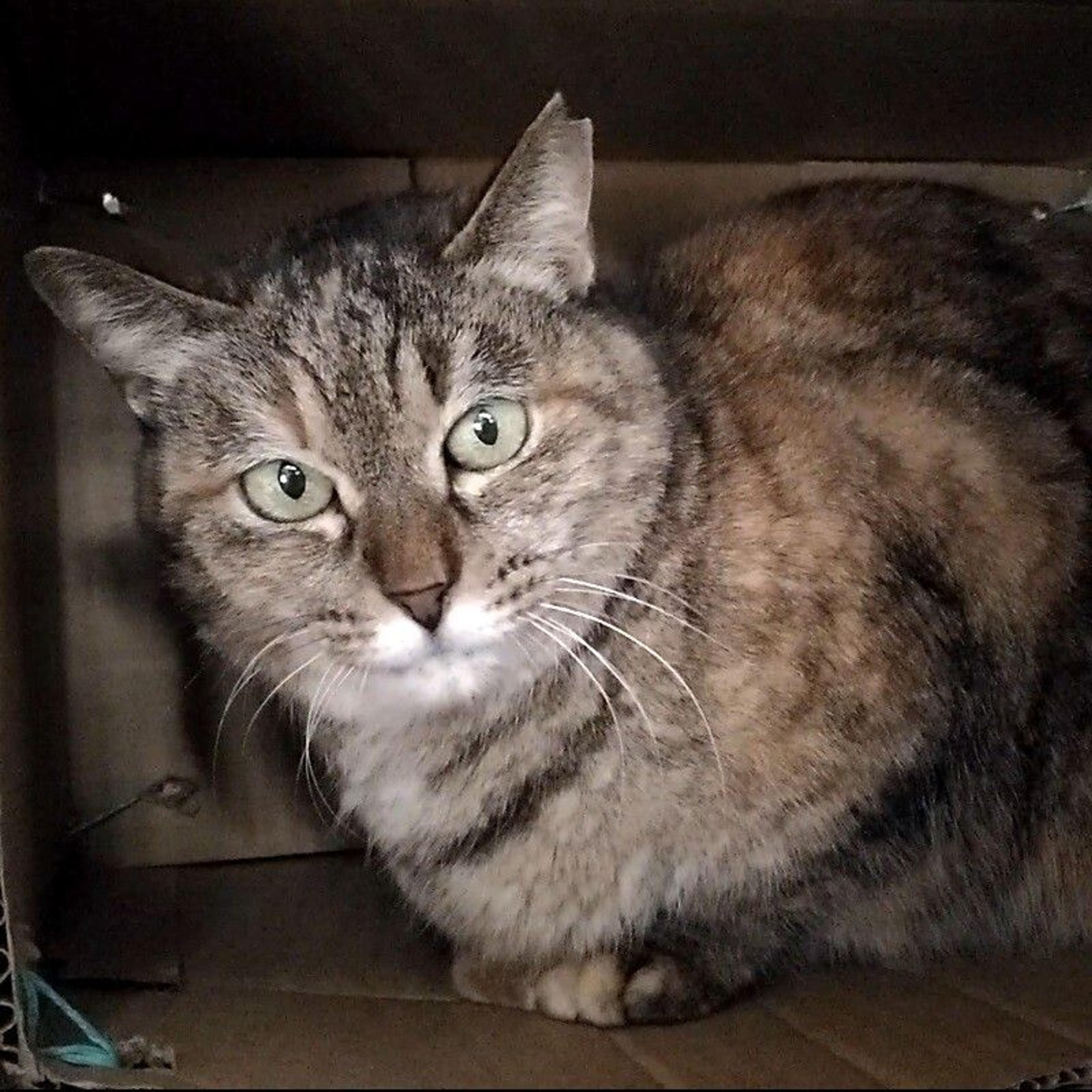 pet-image-3
