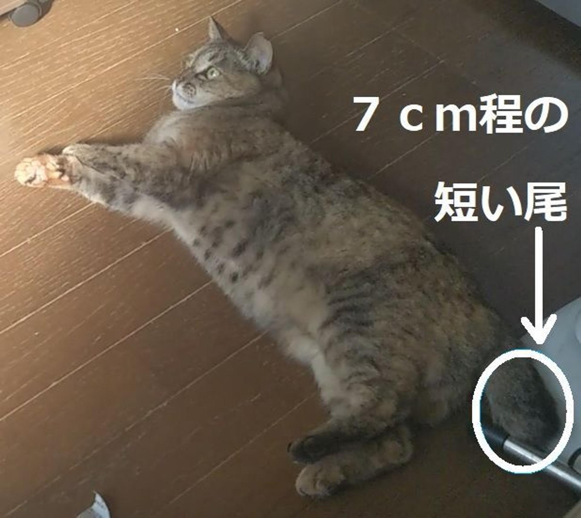 pet-image-6