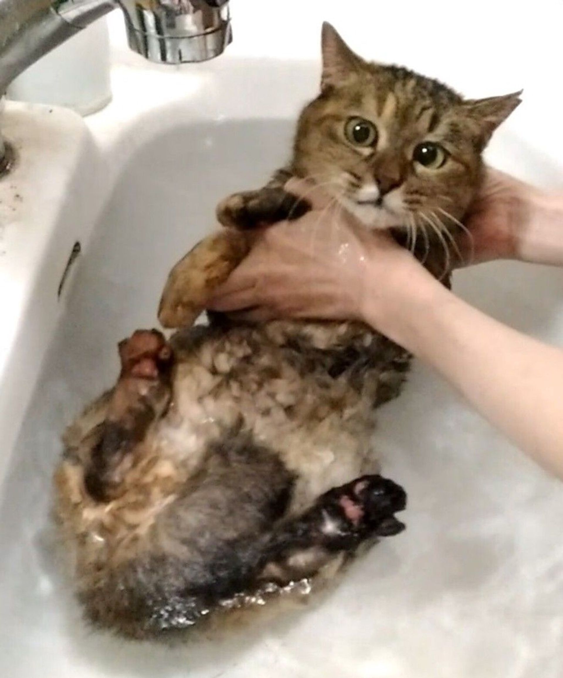 雑種（ミックス猫）・メスの里親募集の写真