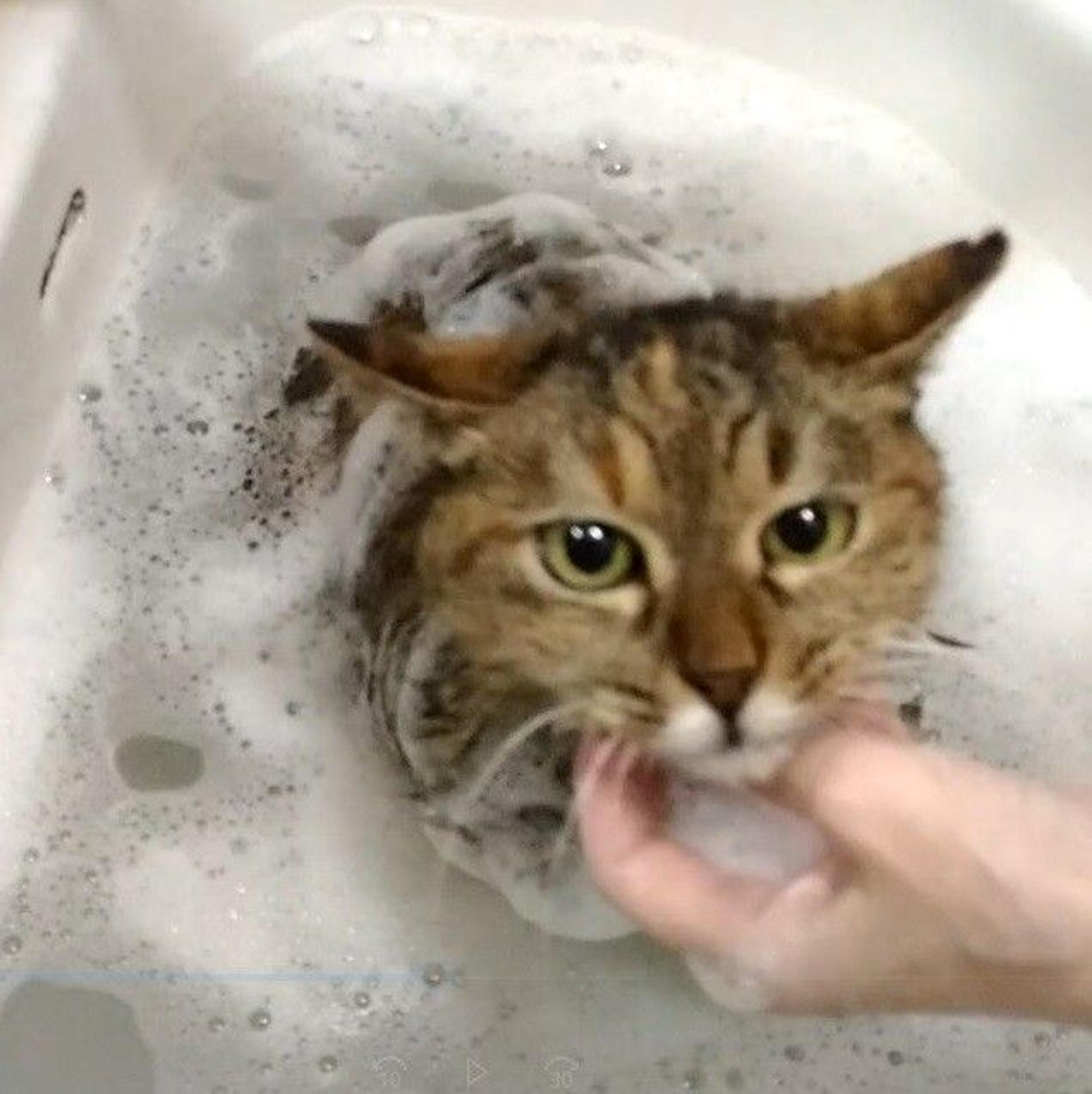 pet-image-2
