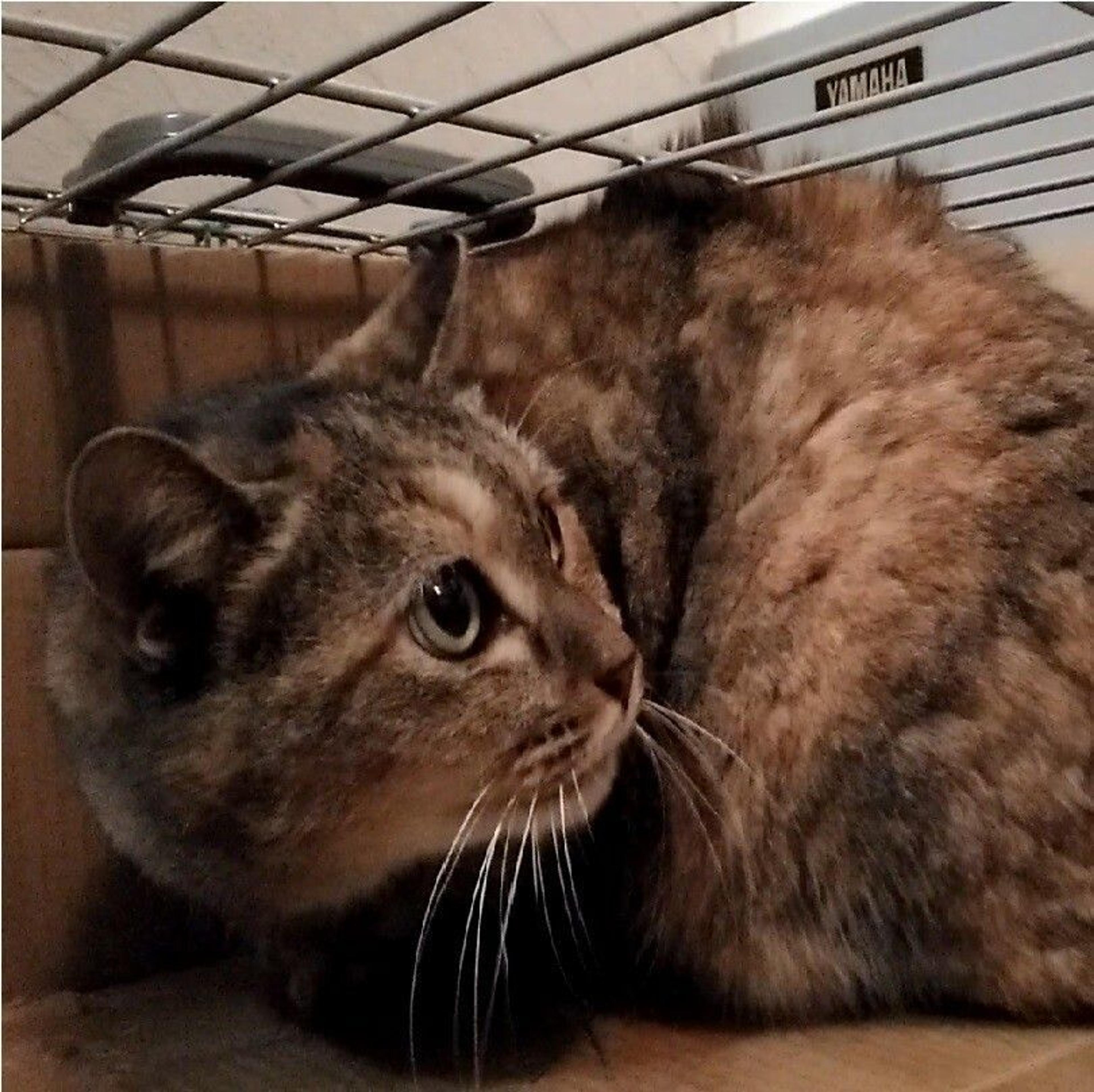 pet-image-9