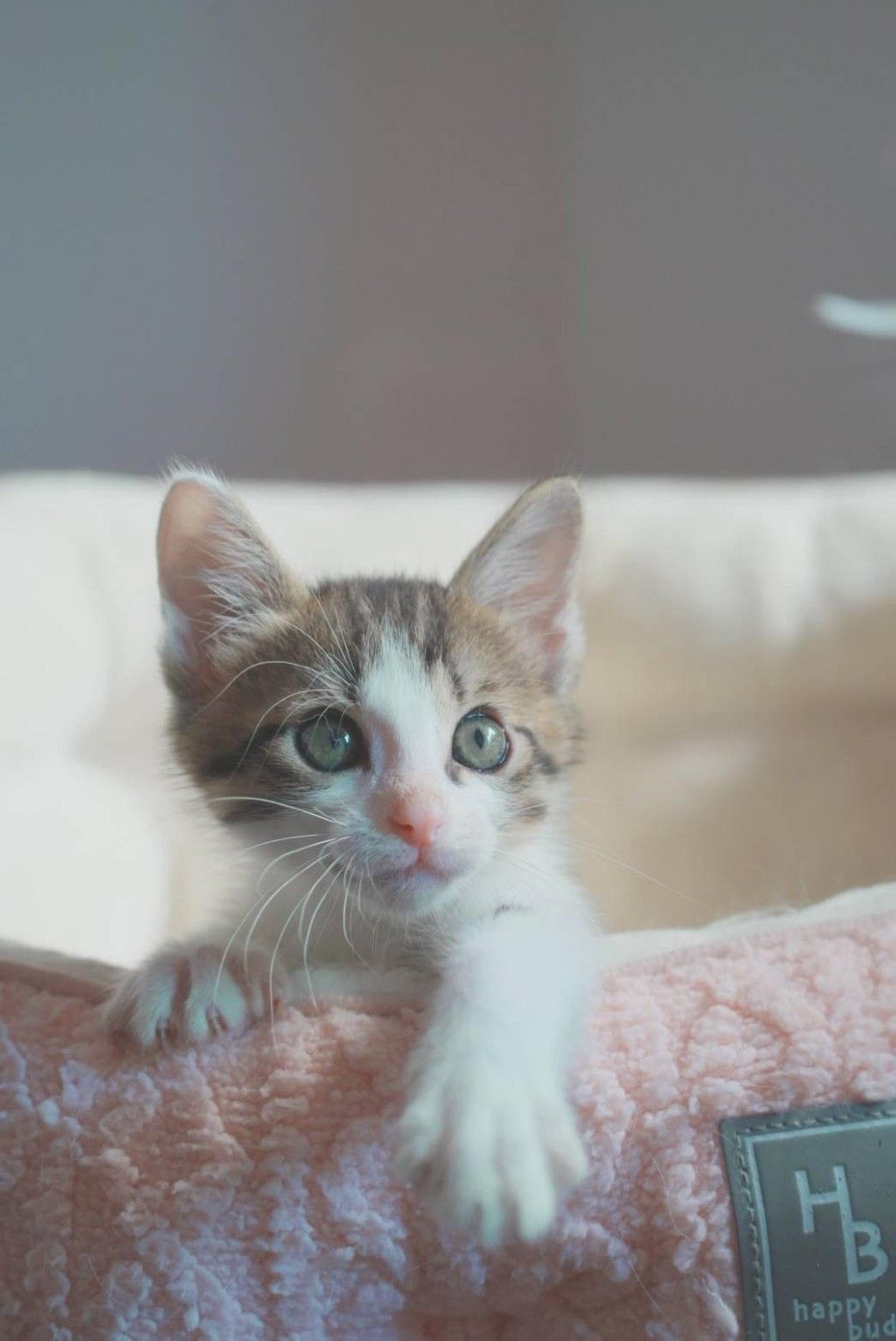 pet-image-5