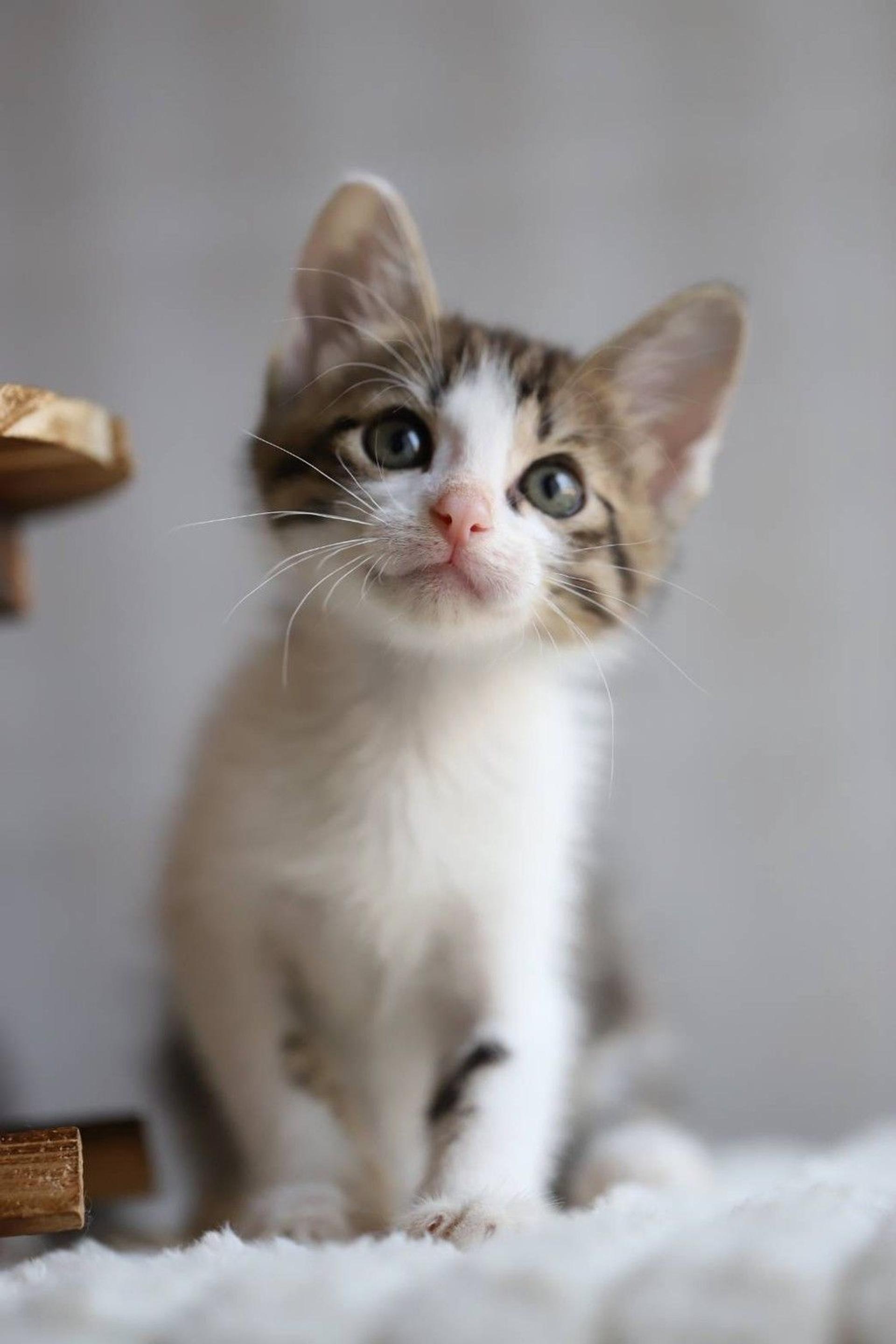 pet-image-3