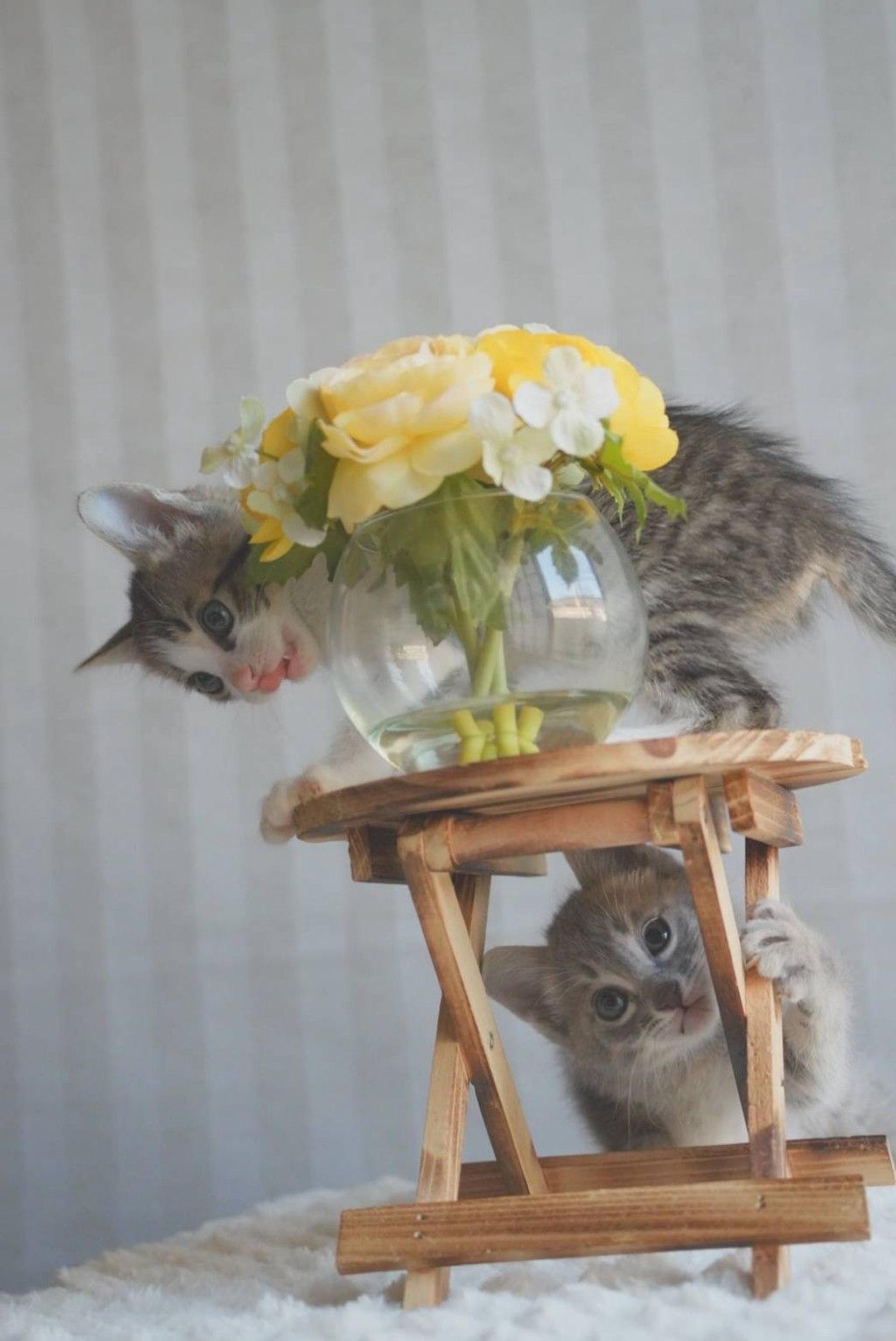 pet-image-6