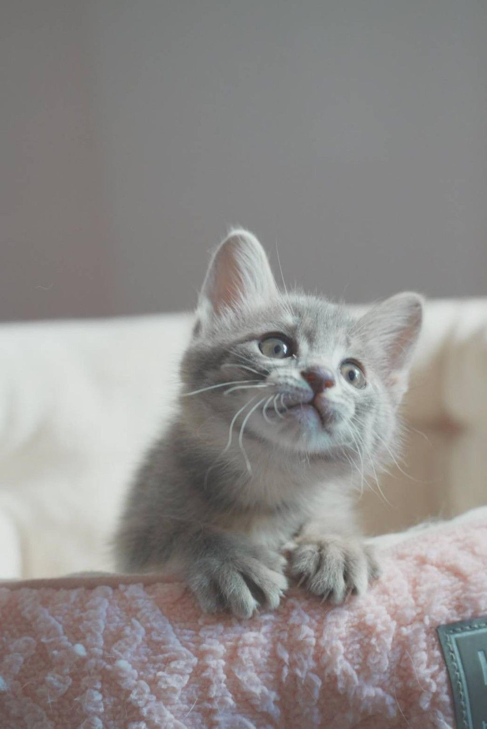 pet-image-5