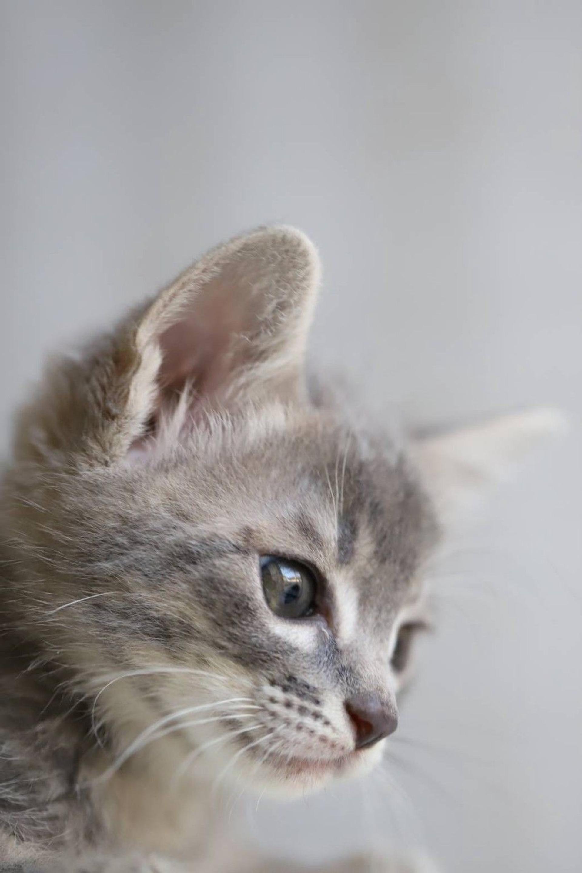 pet-image-4