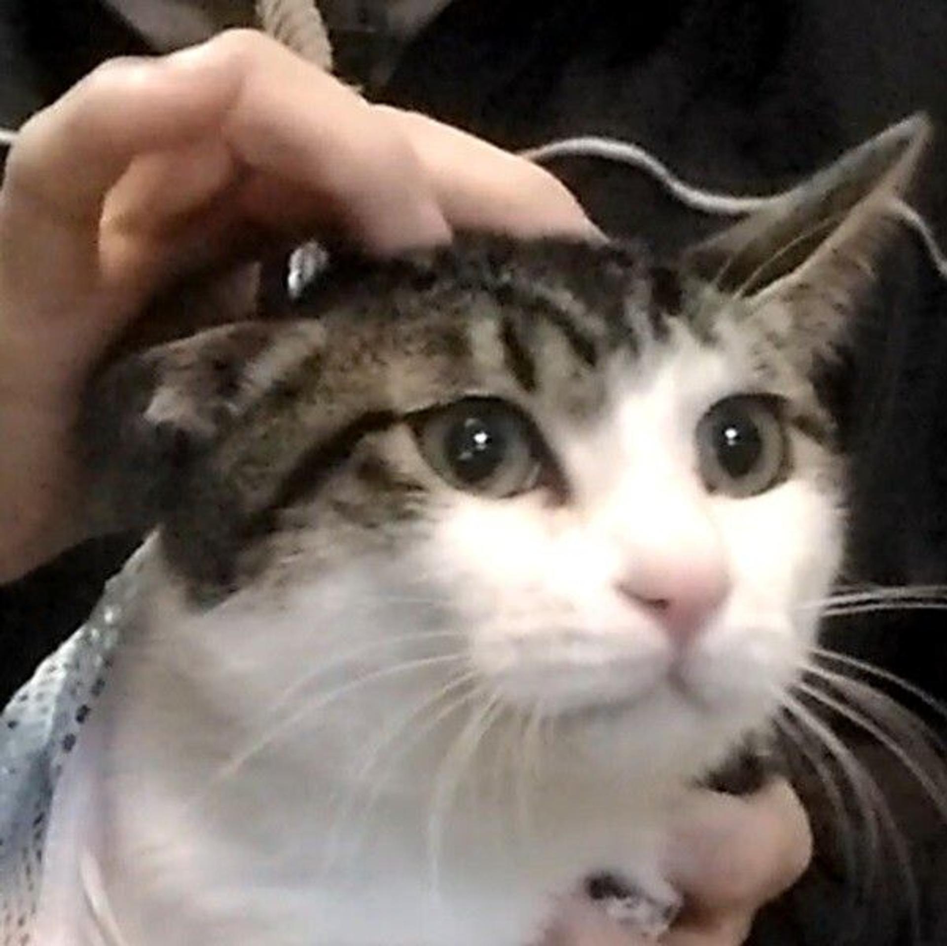 pet-image-3