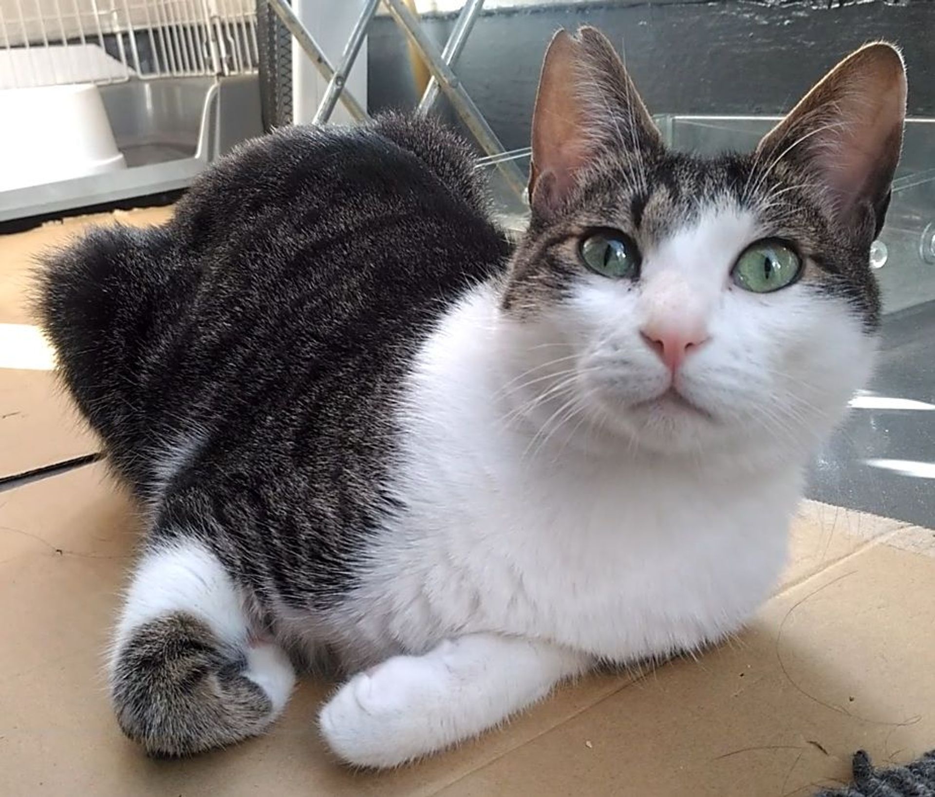 雑種（ミックス猫）・オスの里親募集の写真