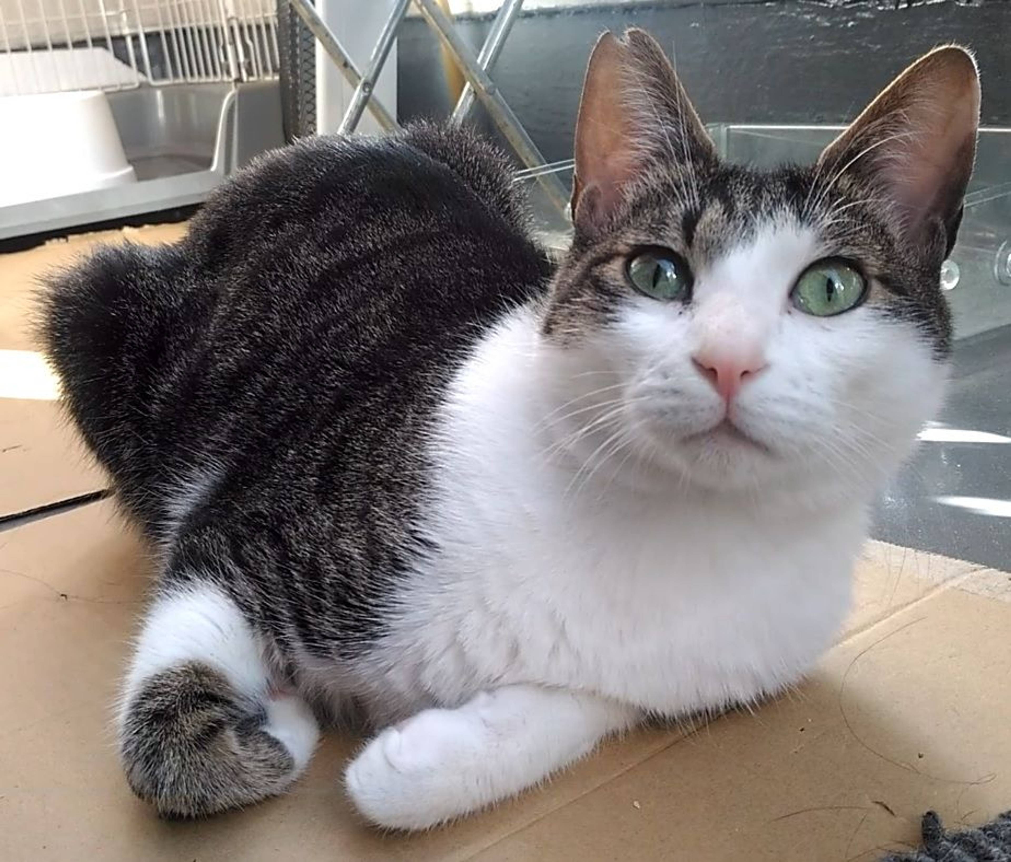 雑種（ミックス猫）・オスの里親募集の写真