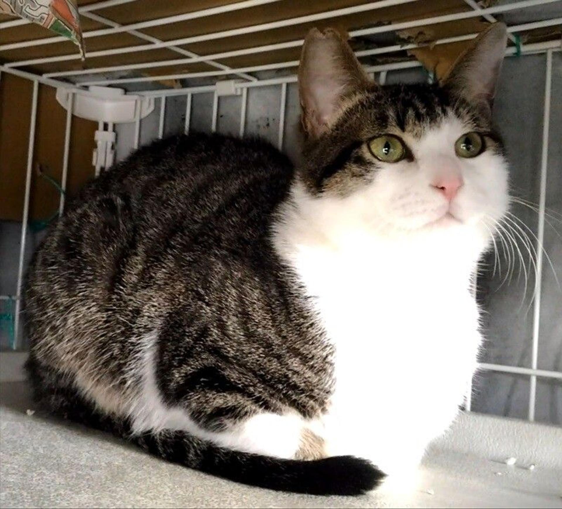 pet-image-5