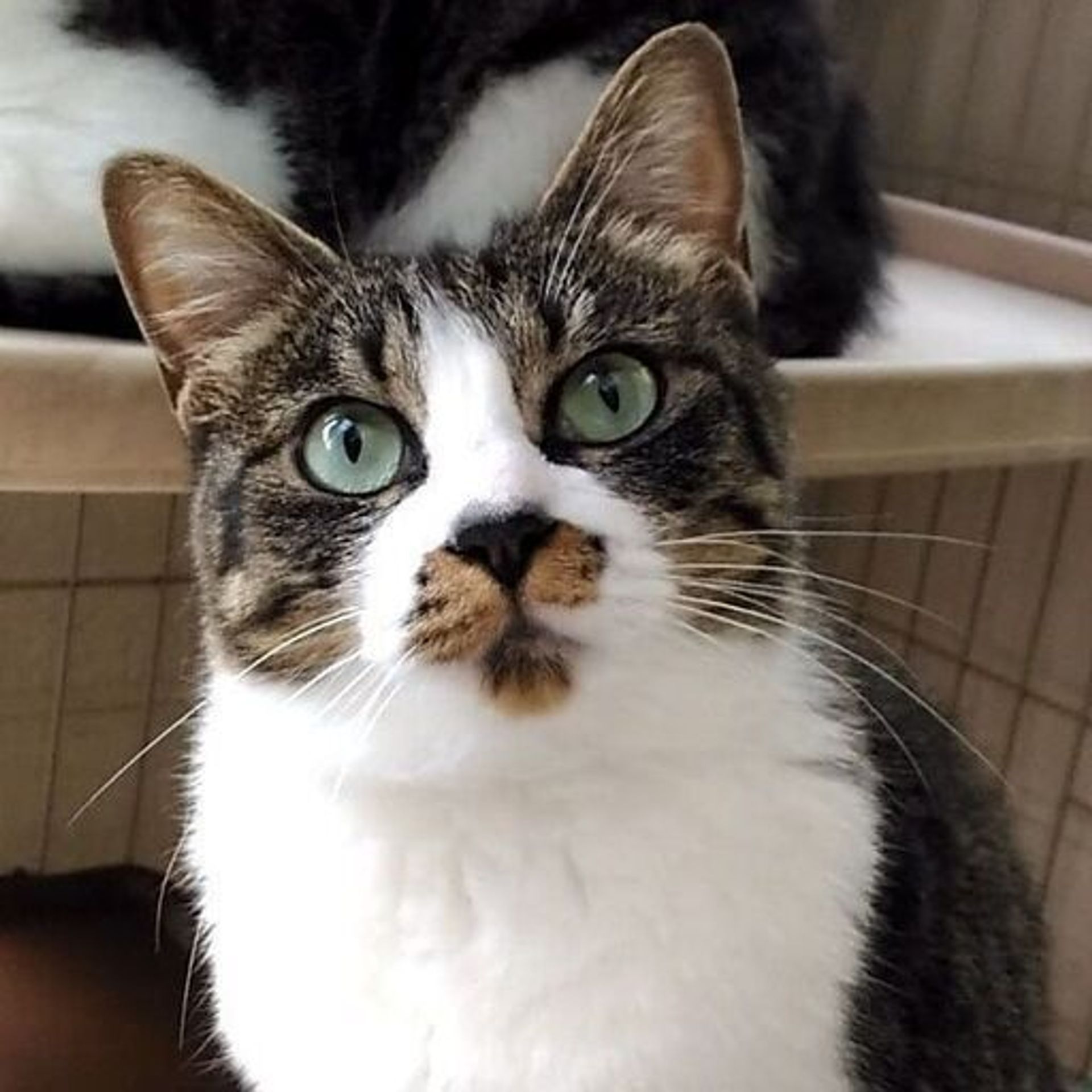 雑種（ミックス猫）・メスの里親募集の写真